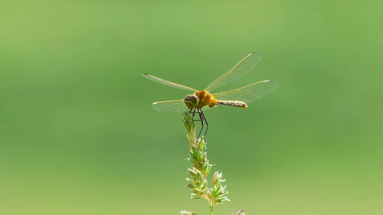 Epic Yellowstone - Dragonfly.jpg