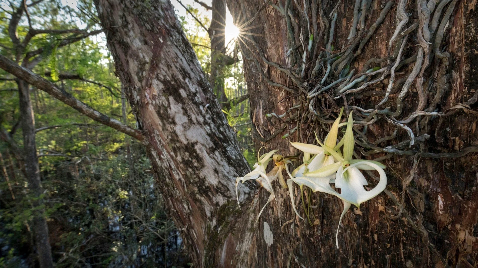Ghost orchids on tree