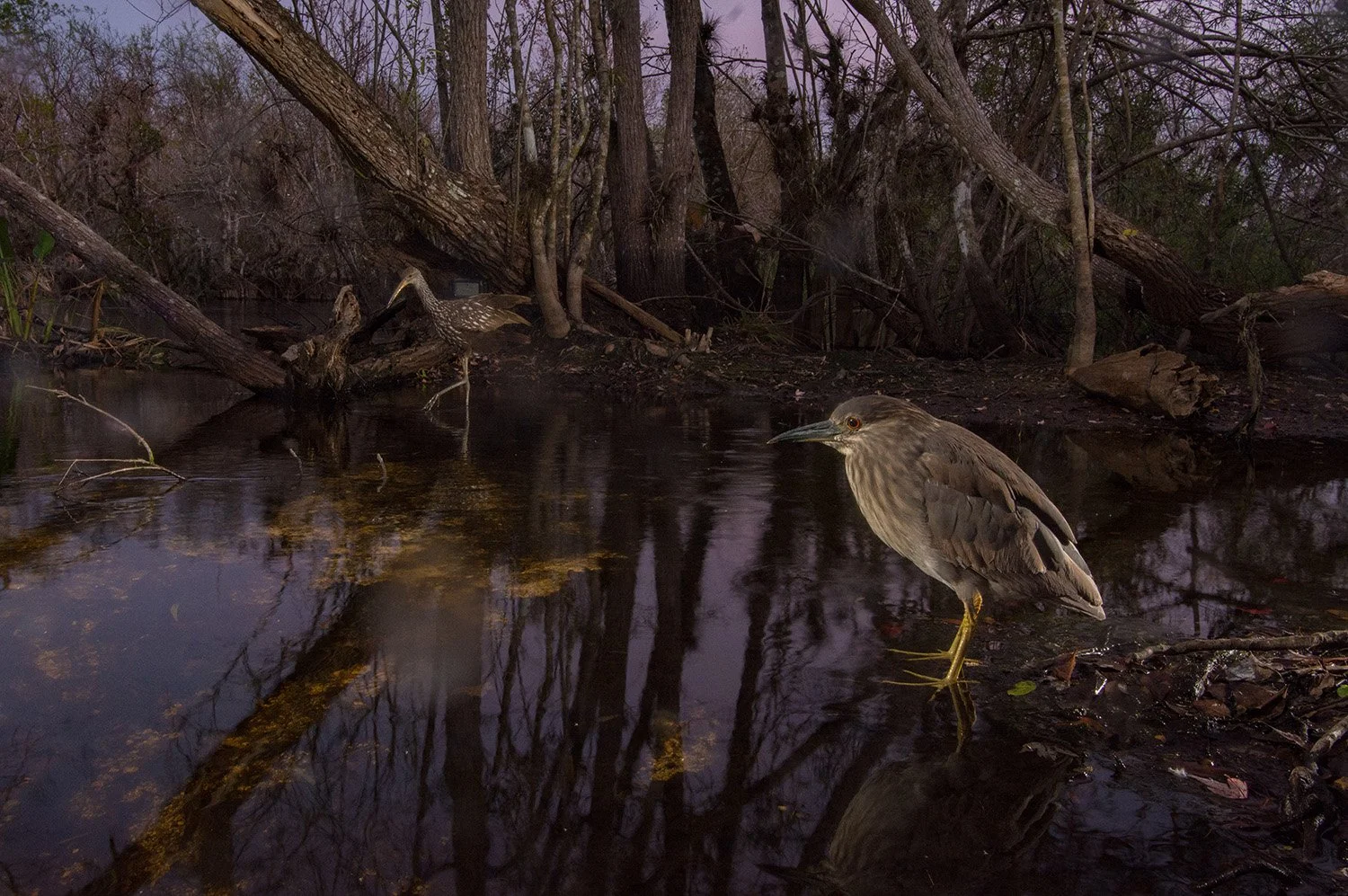 Path of the Panther - Night Heron