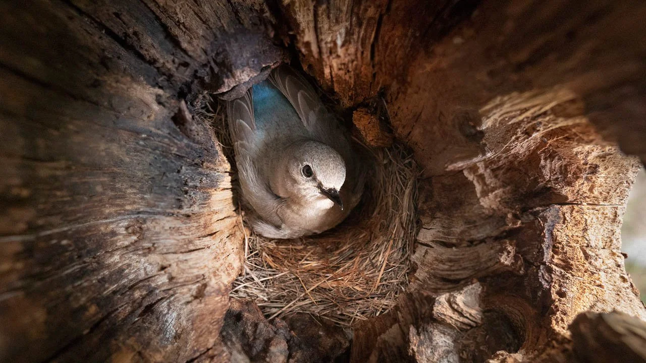 Epic Yellowstone - Bluebird.jpg