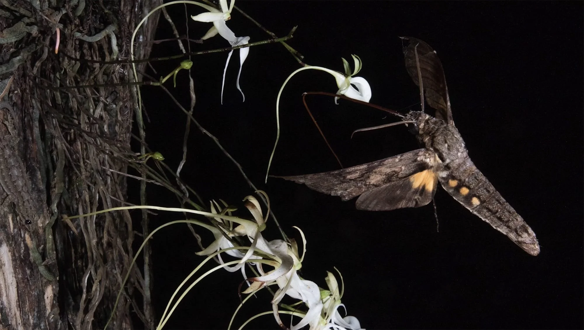Chasing Ghosts - Sphinx Moth
