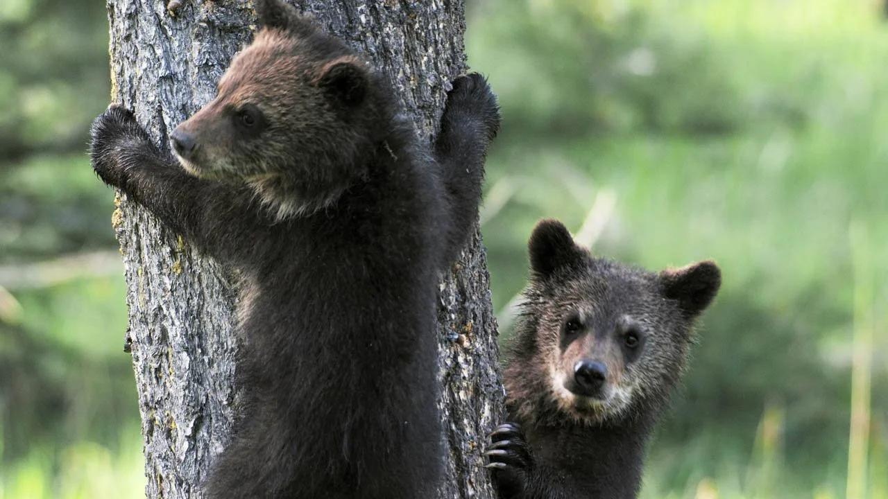 Epic Yellowstone - Grizzly Cubs.jpg
