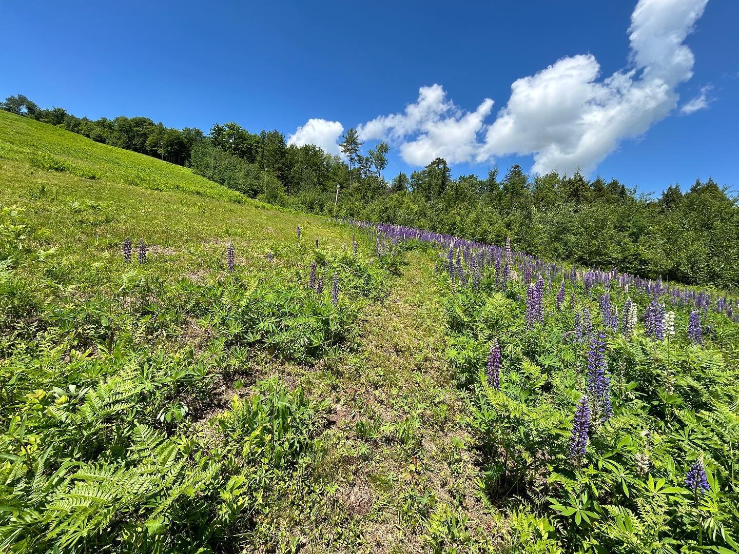 Mount Eustis is looking lovely on a summer day in full Lupine bloom! Come by, take a walk and smell the flowers. There’s a mowed path to the top thanks to Adam!
