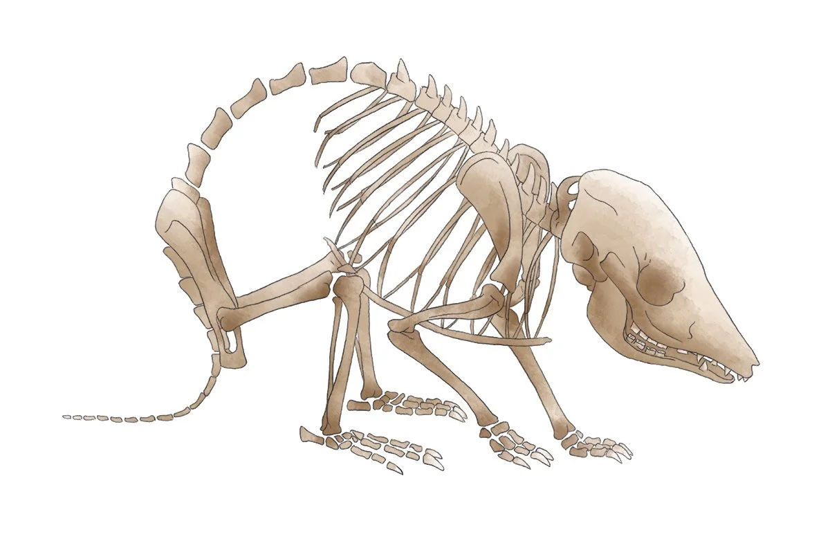 1200px 72dpi - Skeleton.jpg