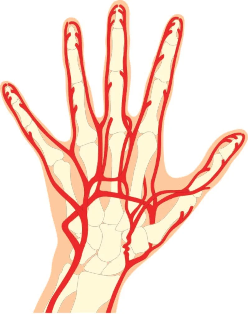 Arteries-Veins Hand.jpg