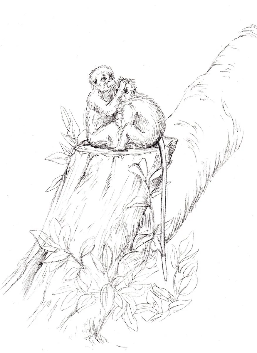 Monkey 72dpi 1200px.jpg