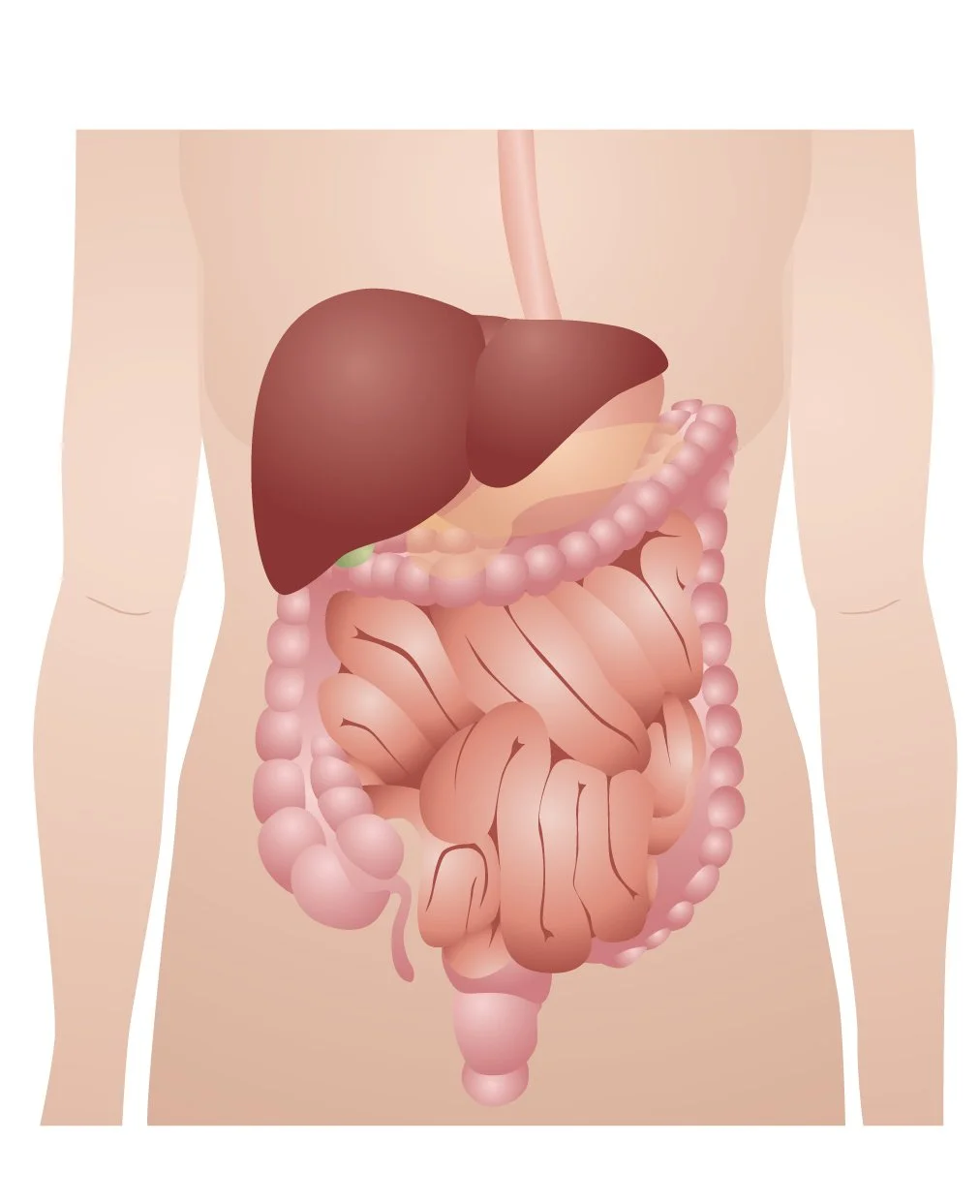 Gastroenterology web.jpg