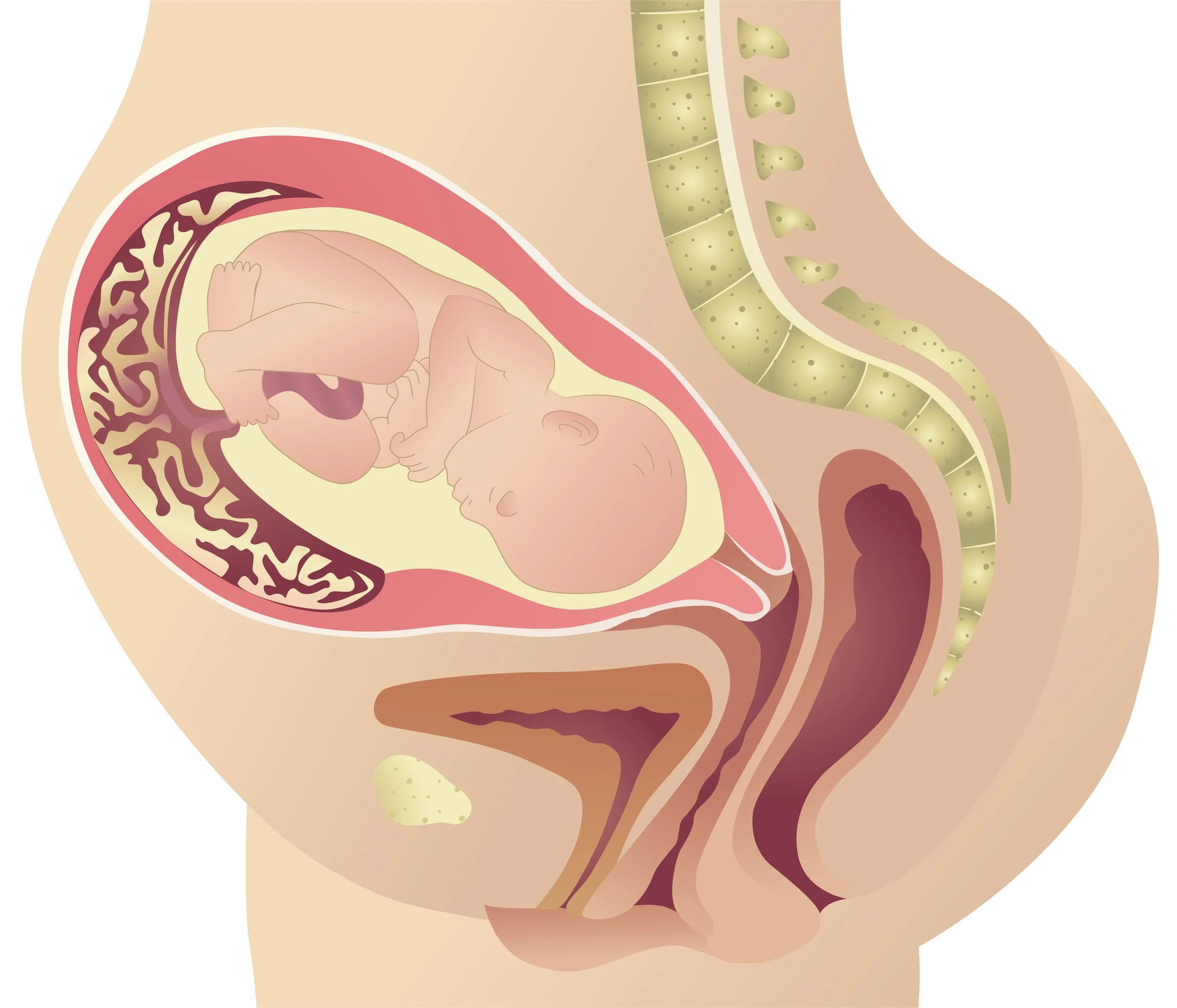 Pregnancy Cross Section WEB RGB.jpg