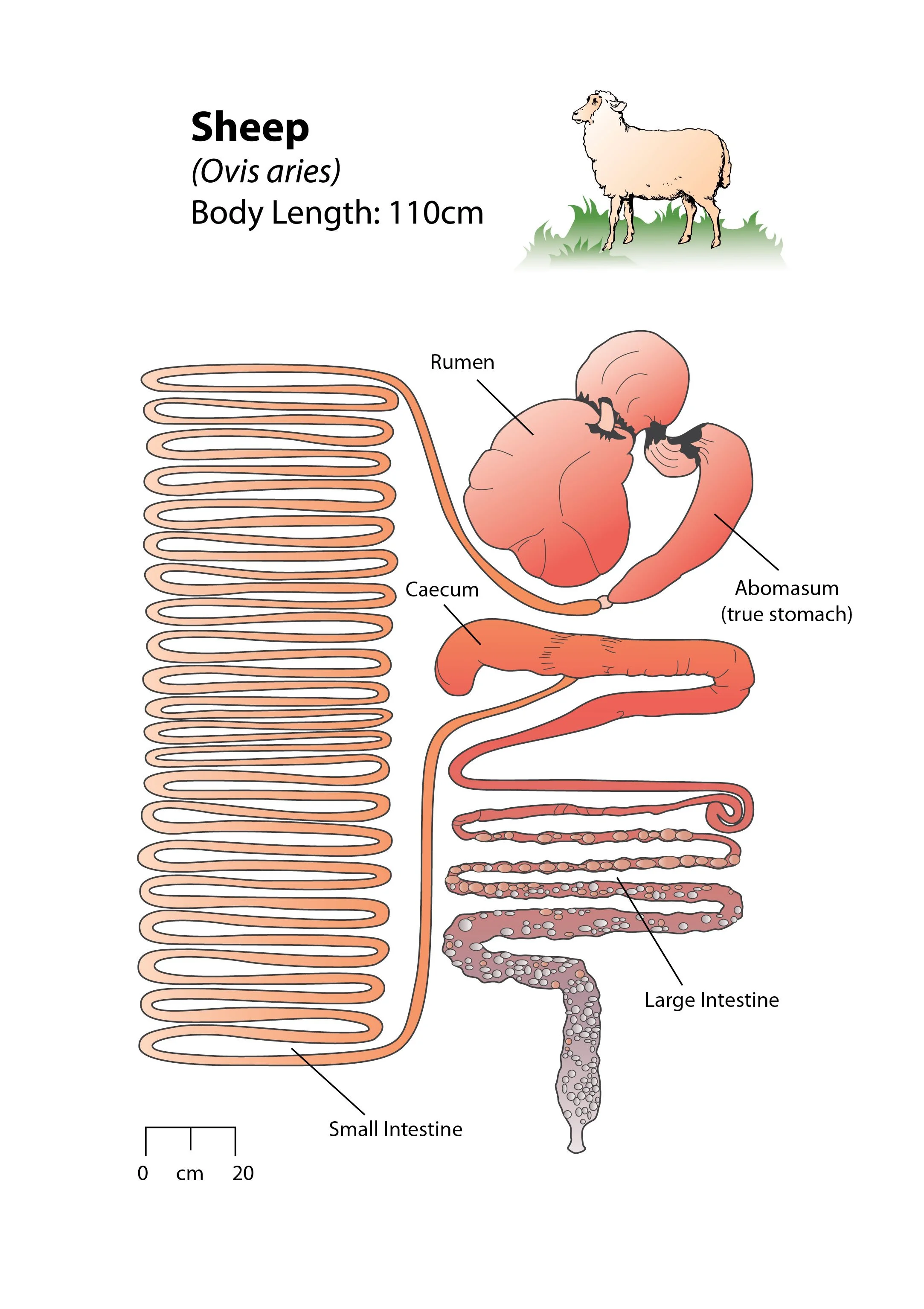 Equine Illustrations - Sheep WEB.jpg