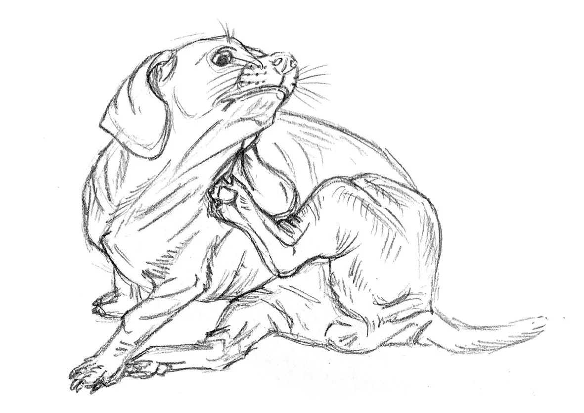 Content Inclusions - dog.jpg