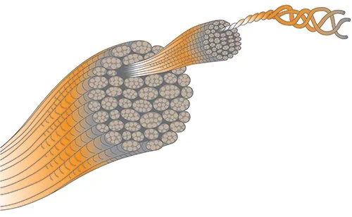 2016.12.17 Illustration - Collagen 01.jpg