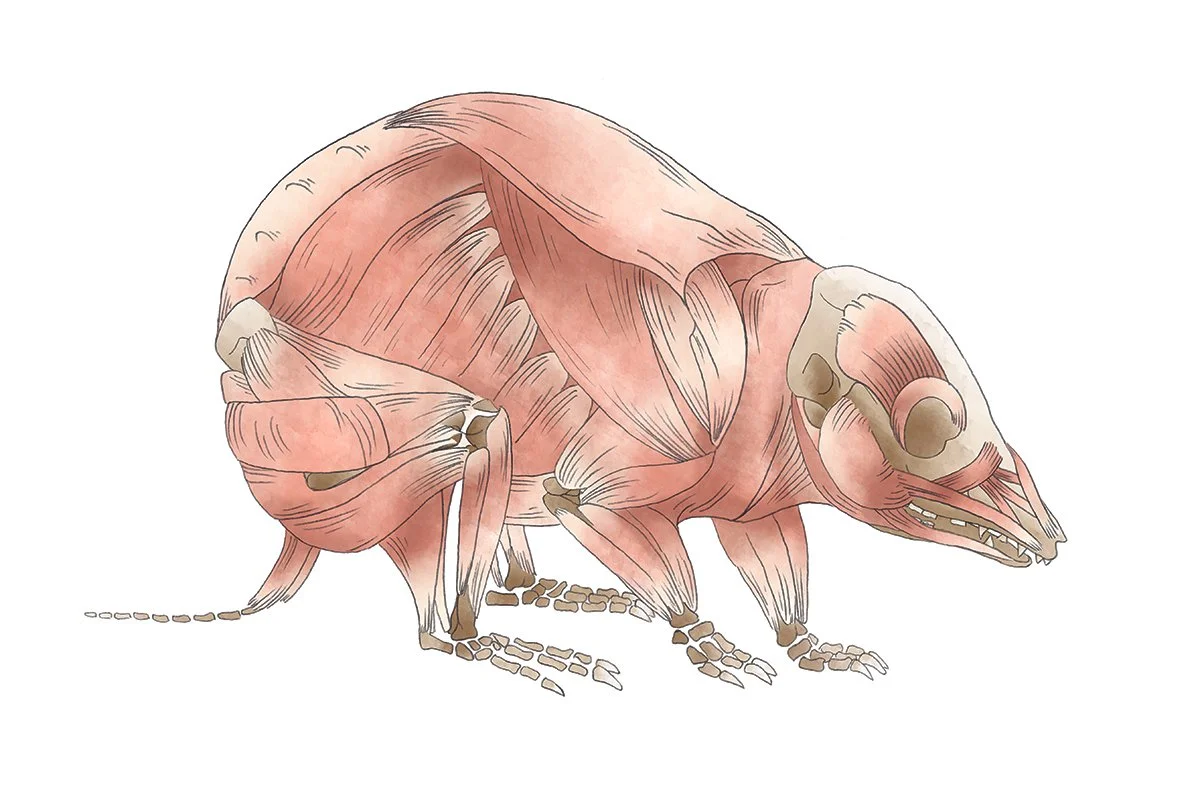 1200px 72dpi - Muscles.jpg