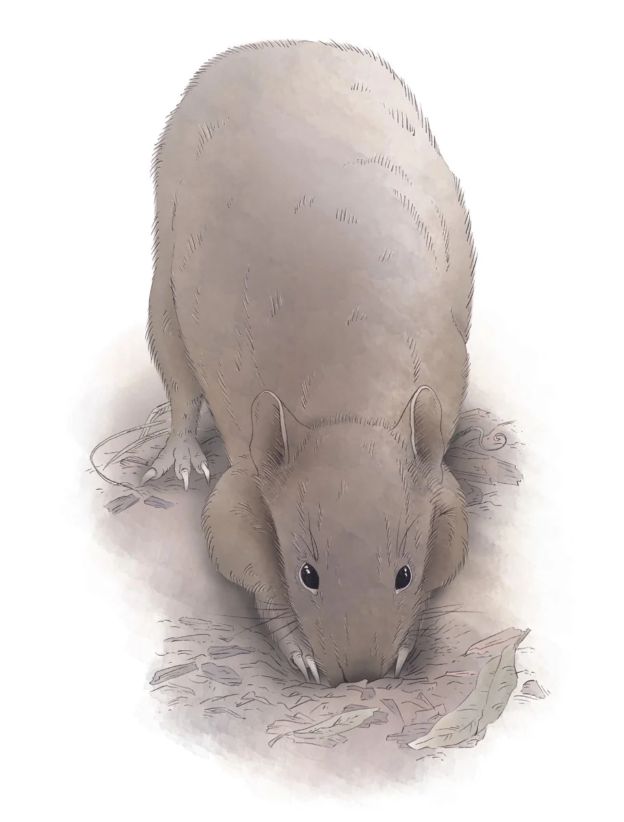 Bandicoot Book 1200dpi.jpg