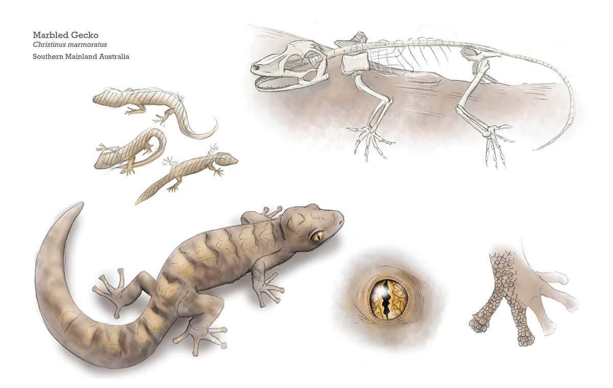 Gecko 1200dpi.jpg
