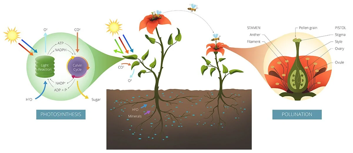 Plant Cycle 72dpi 1200px.jpg