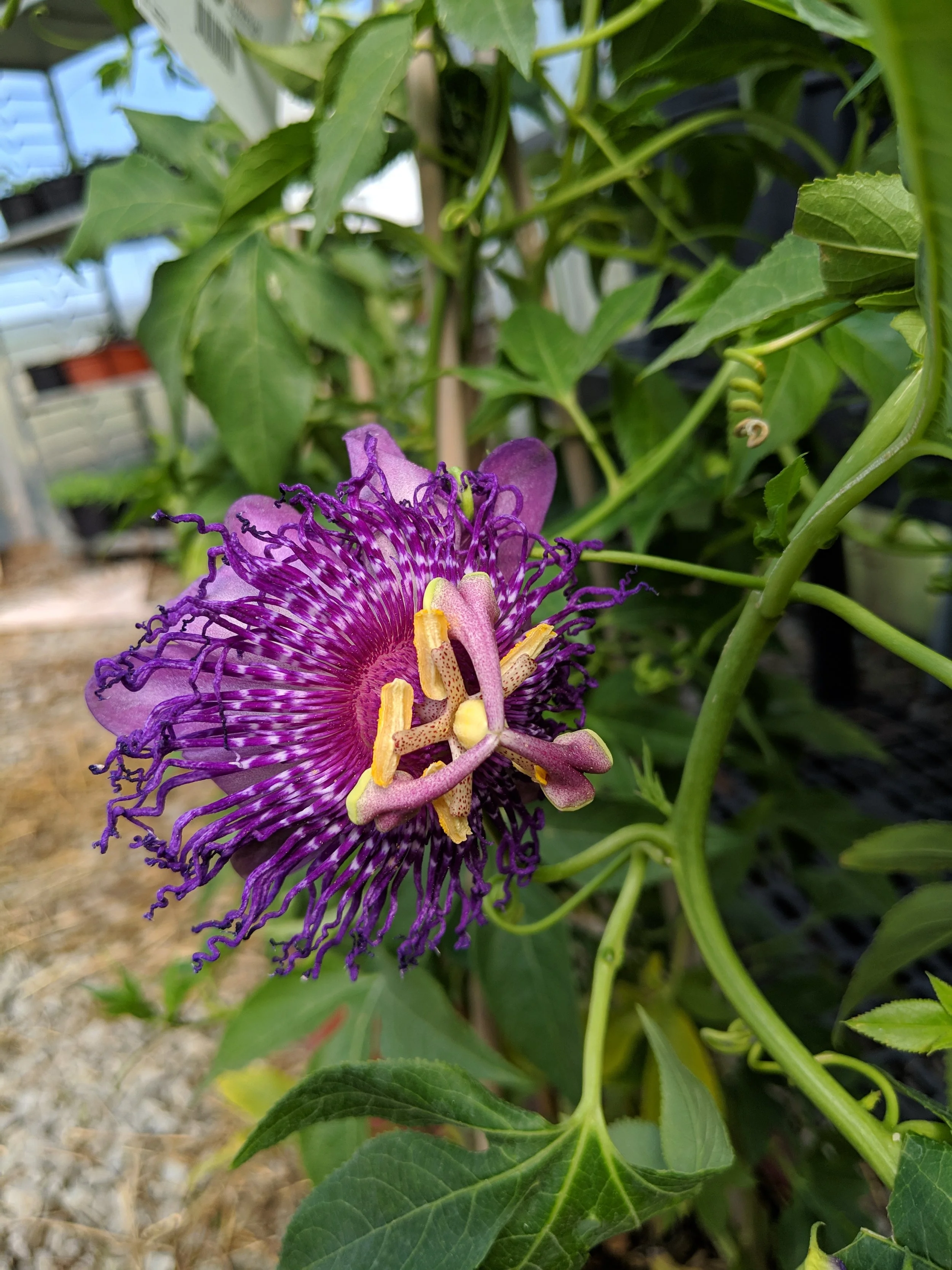 IMG_20190427_155248.jpg