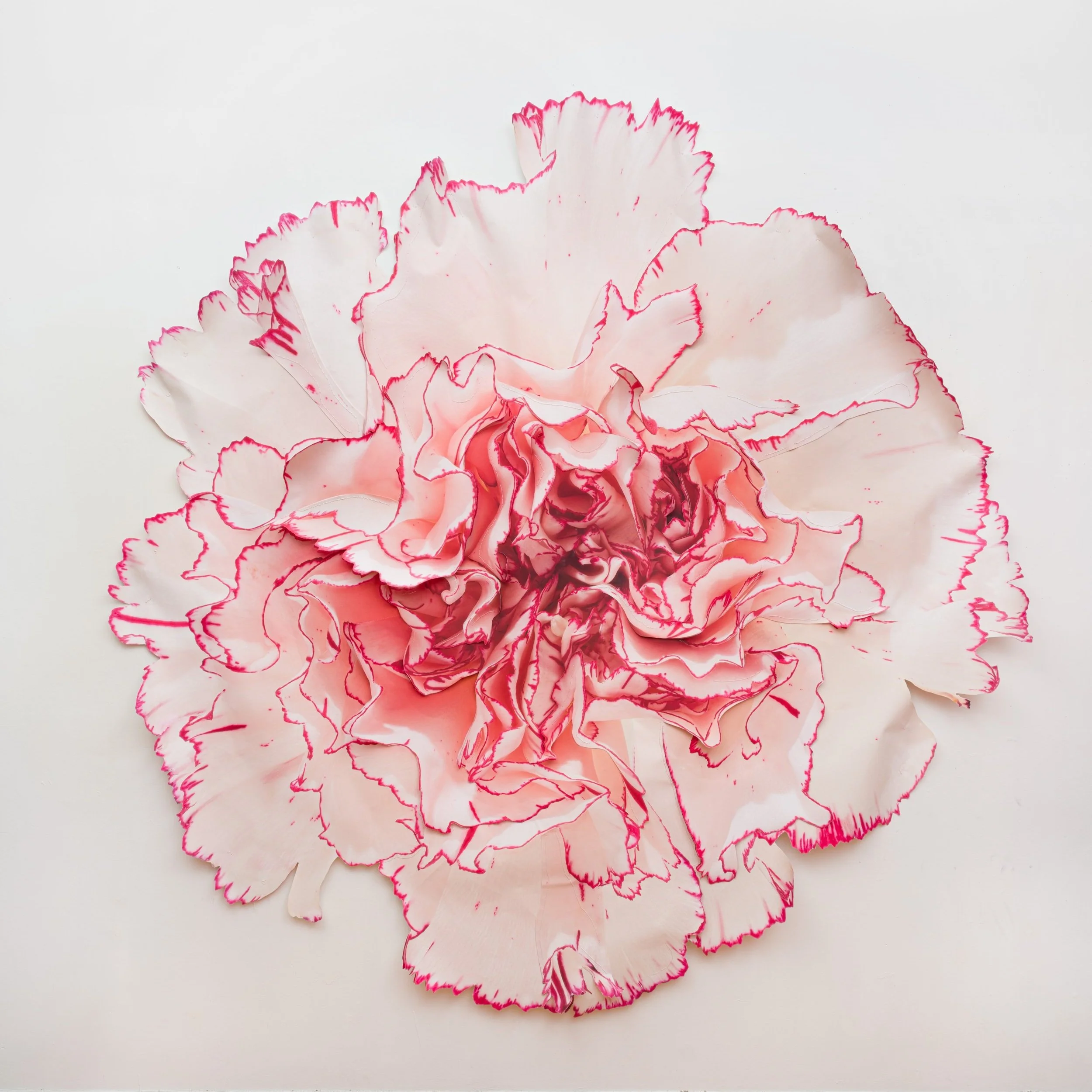 Benjamin Langford Red-Frilled Carnation, 2023 Pigment print on canvas, acrylic paint, colored pencil, waxed thread 96 x 96 in 243.8 x 243.8 cm (BLA24.008)