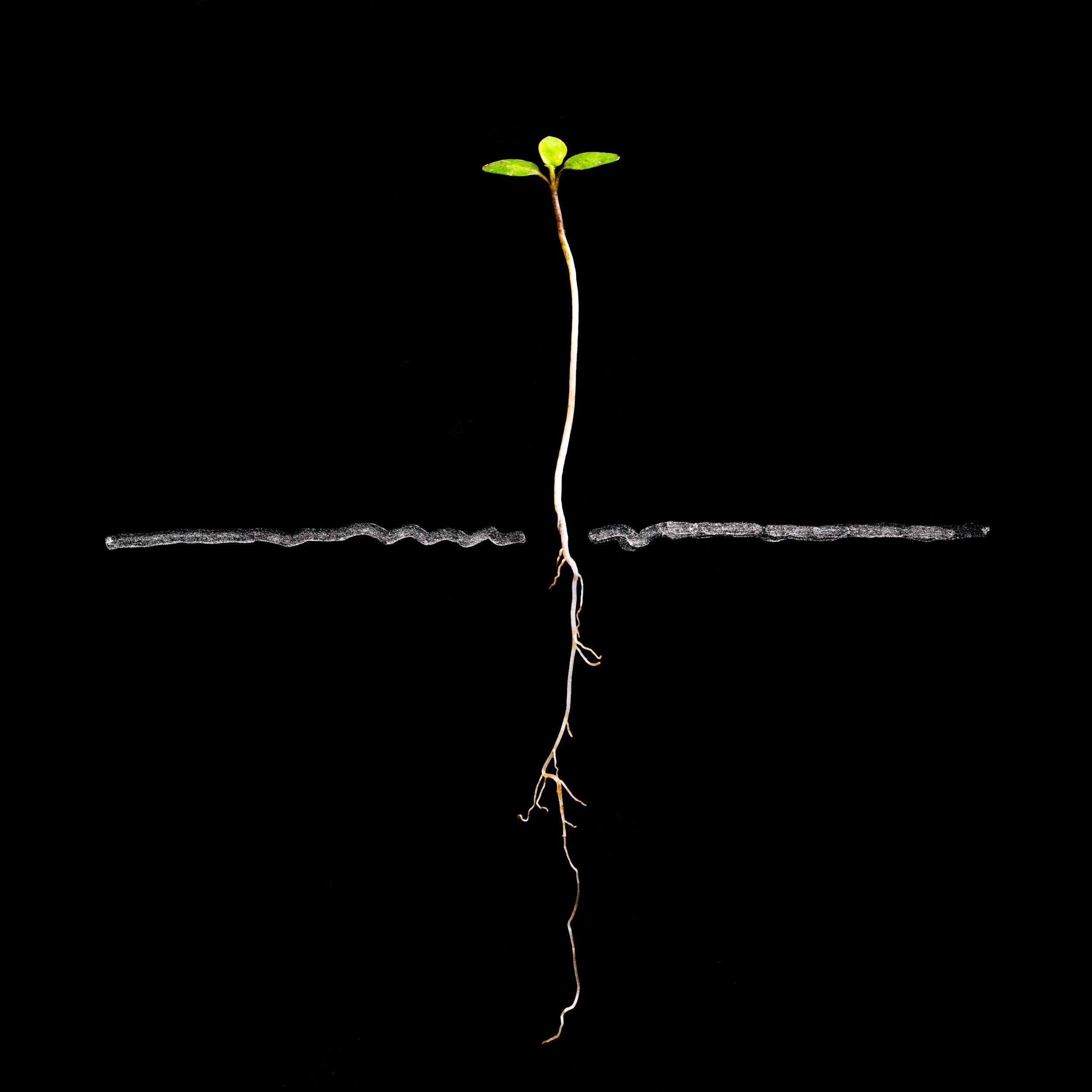 A young plant sprout with green leaves and a thin stem emerging from the soil against a black background.