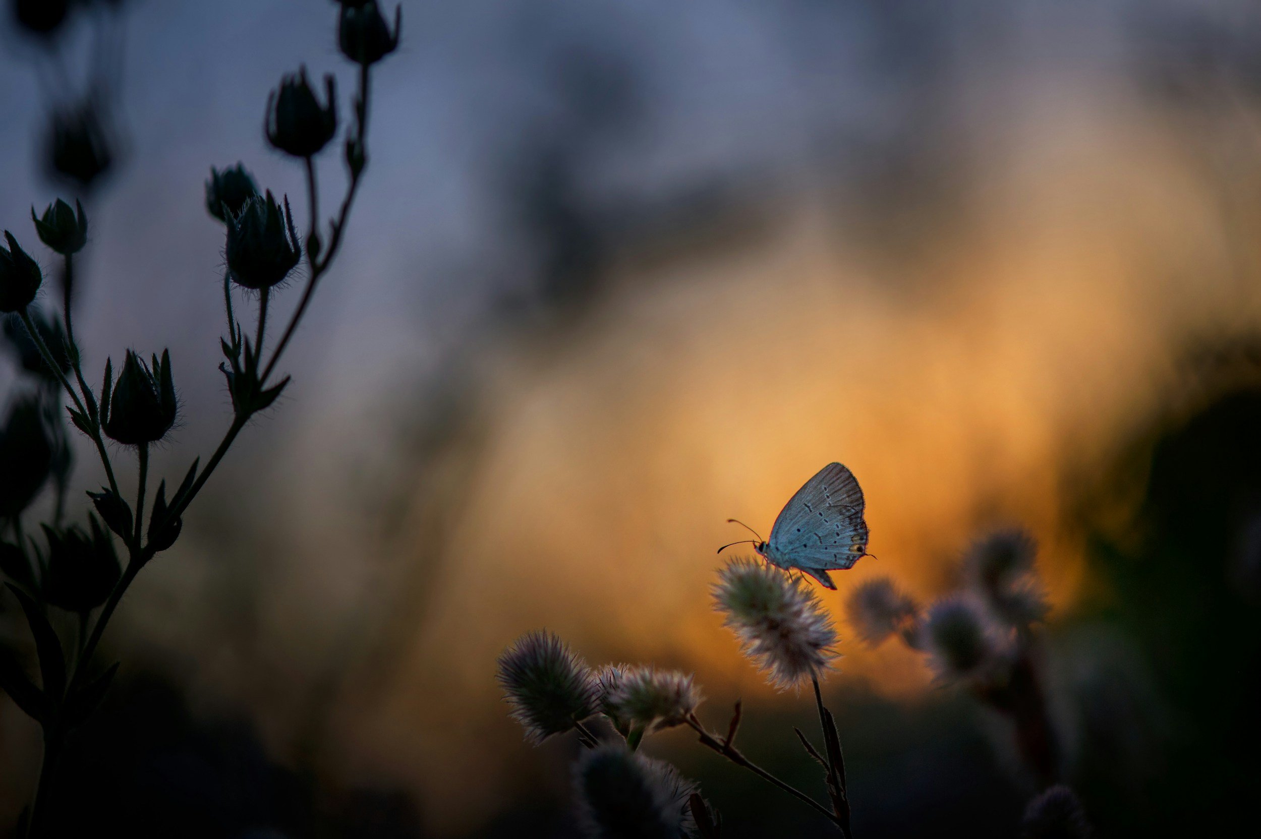 A butterfly with blue wings resting on a plant with fuzzy buds during sunset or sunrise, with a cloudy sky in the background.