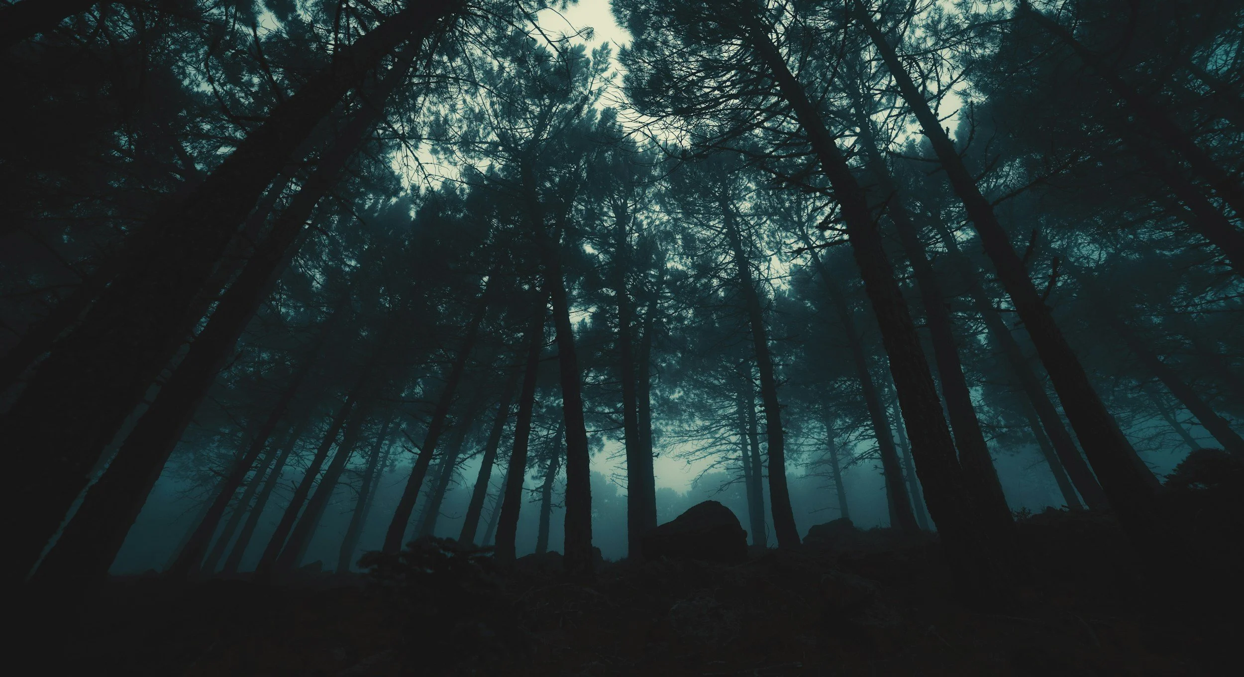 Dark and dense forest with tall trees and a misty atmosphere, viewed from the ground looking up.