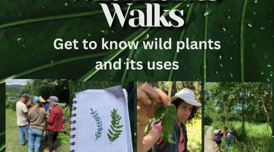 Poster with green background showing the title 'Walks' and the subtitle 'Get to know wild plants and its uses'. It includes images of people on a nature walk, a notebook with illustrations of plants, and close-ups of people examining plants.
