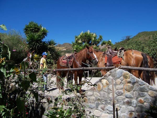 Two brown horses with saddles and bridles are tied to a wooden fence in a desert landscape. Two people are nearby, one in a yellow shirt and blue cap, and the other in a white shirt and cowboy hat. There are green plants and cacti in the background, 