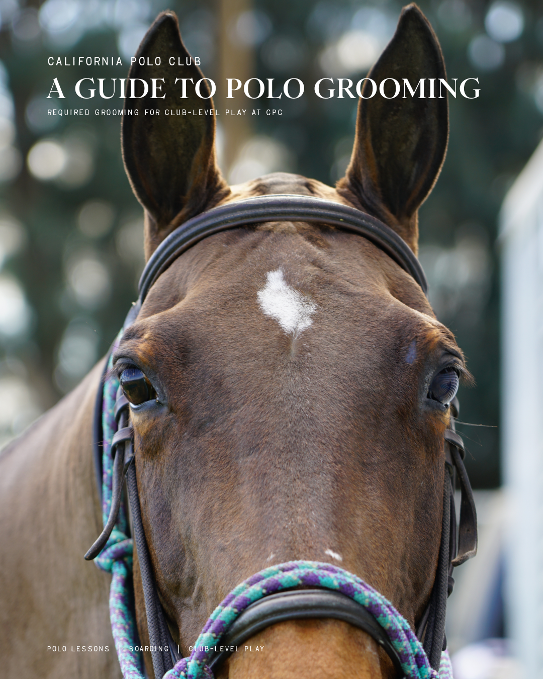 00_Cover - CPC_GuideToPoloHorseGrooming-00.png