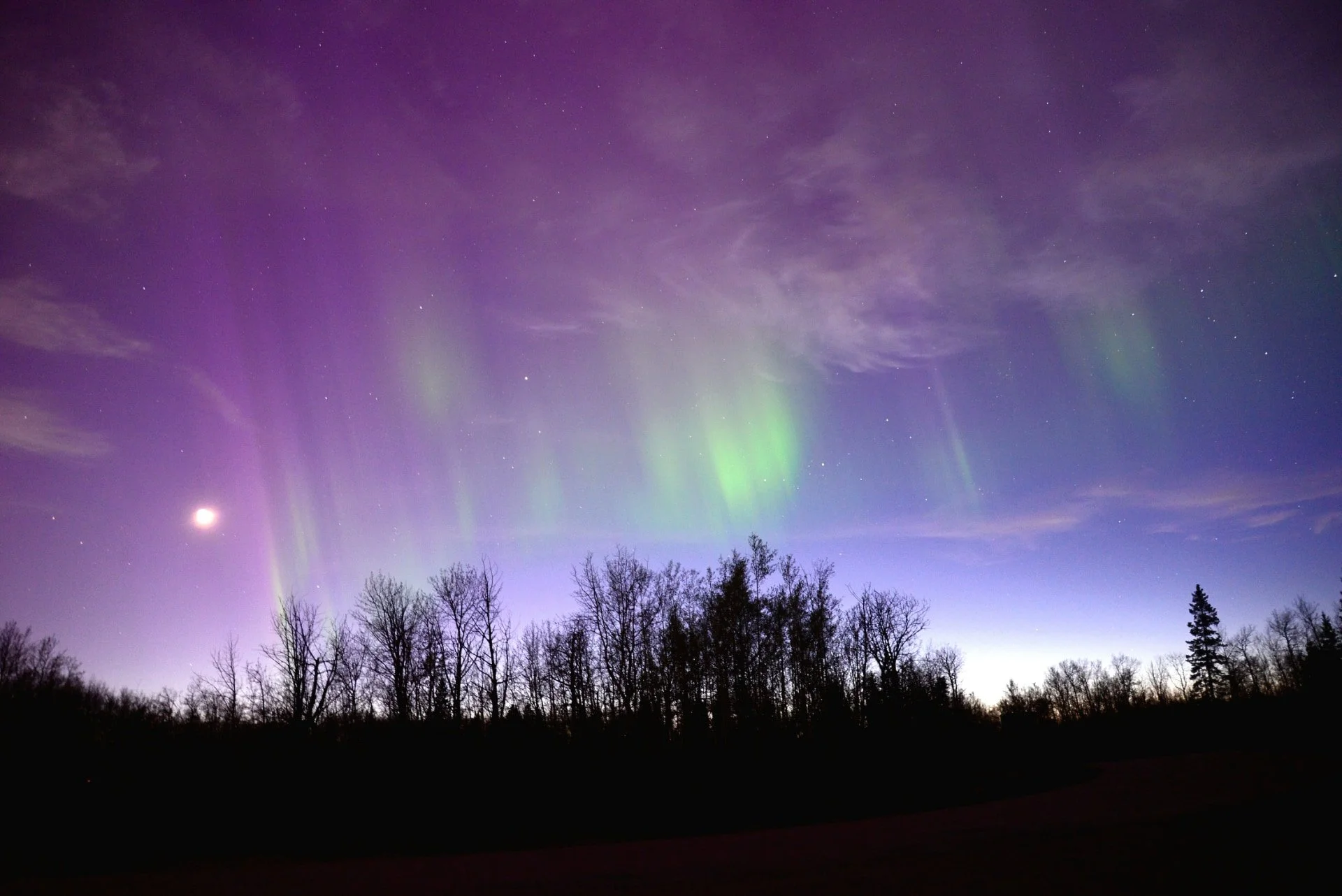 Northern Lights cast purple and green hues over a forested horizon. Trees in silhouette against the vibrant night sky offer a tranquil wilderness experience.
