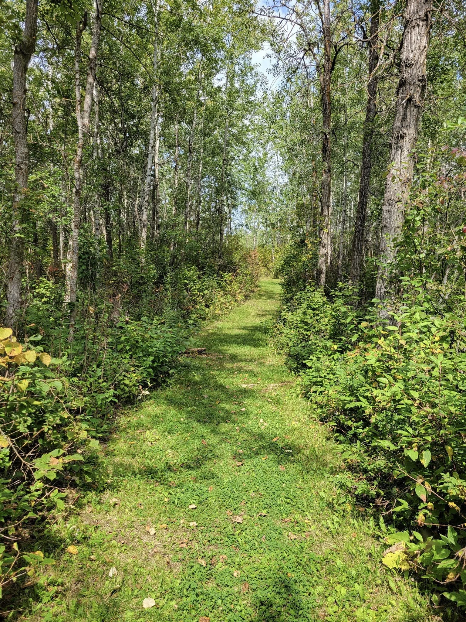 A narrow grassy trail winds through a dense forest, inviting exploration. The path is framed by tall trees and vibrant undergrowth, promising a peaceful, nature-filled adventure.