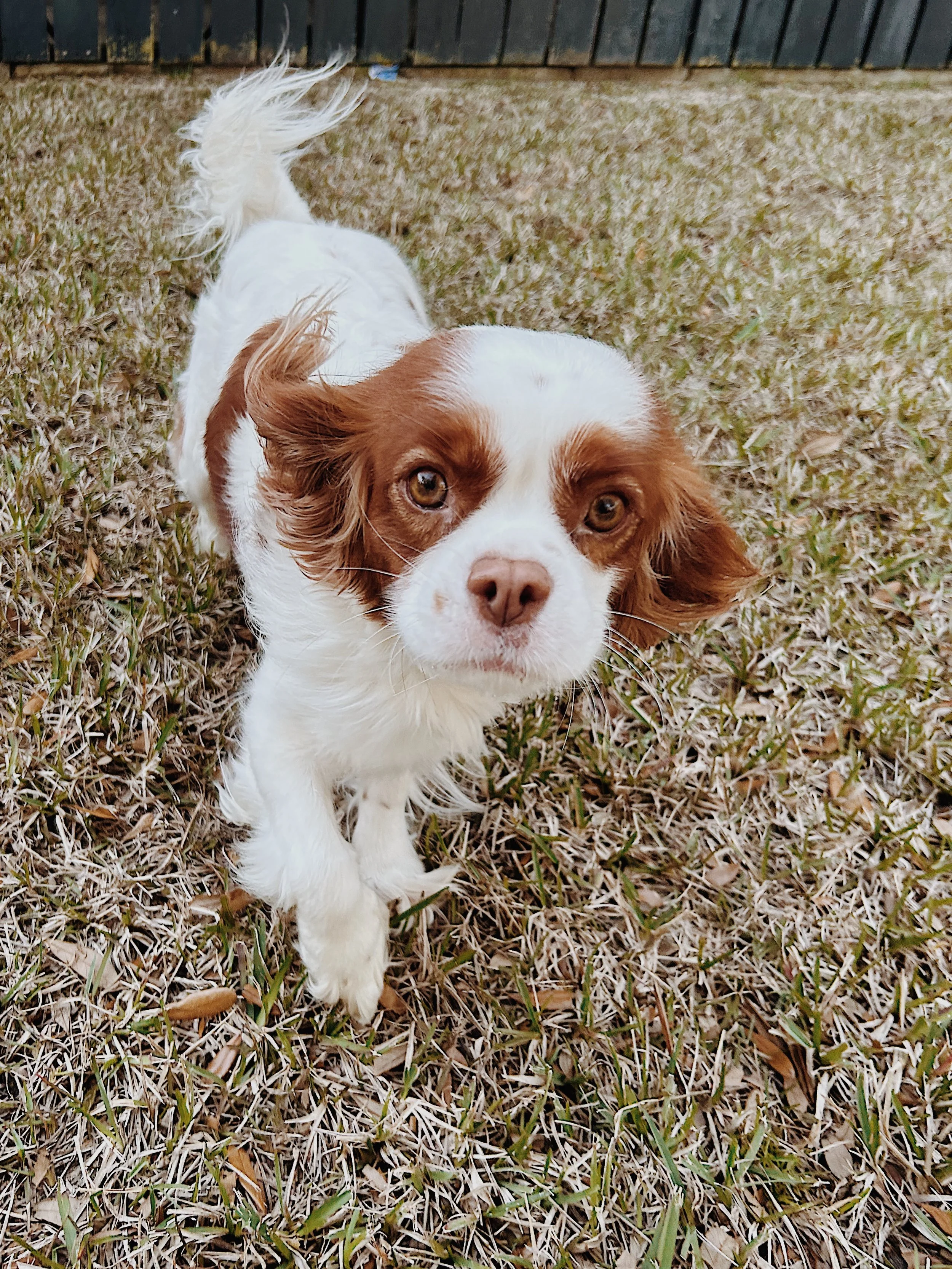 Small brown and white dog standing on grass.