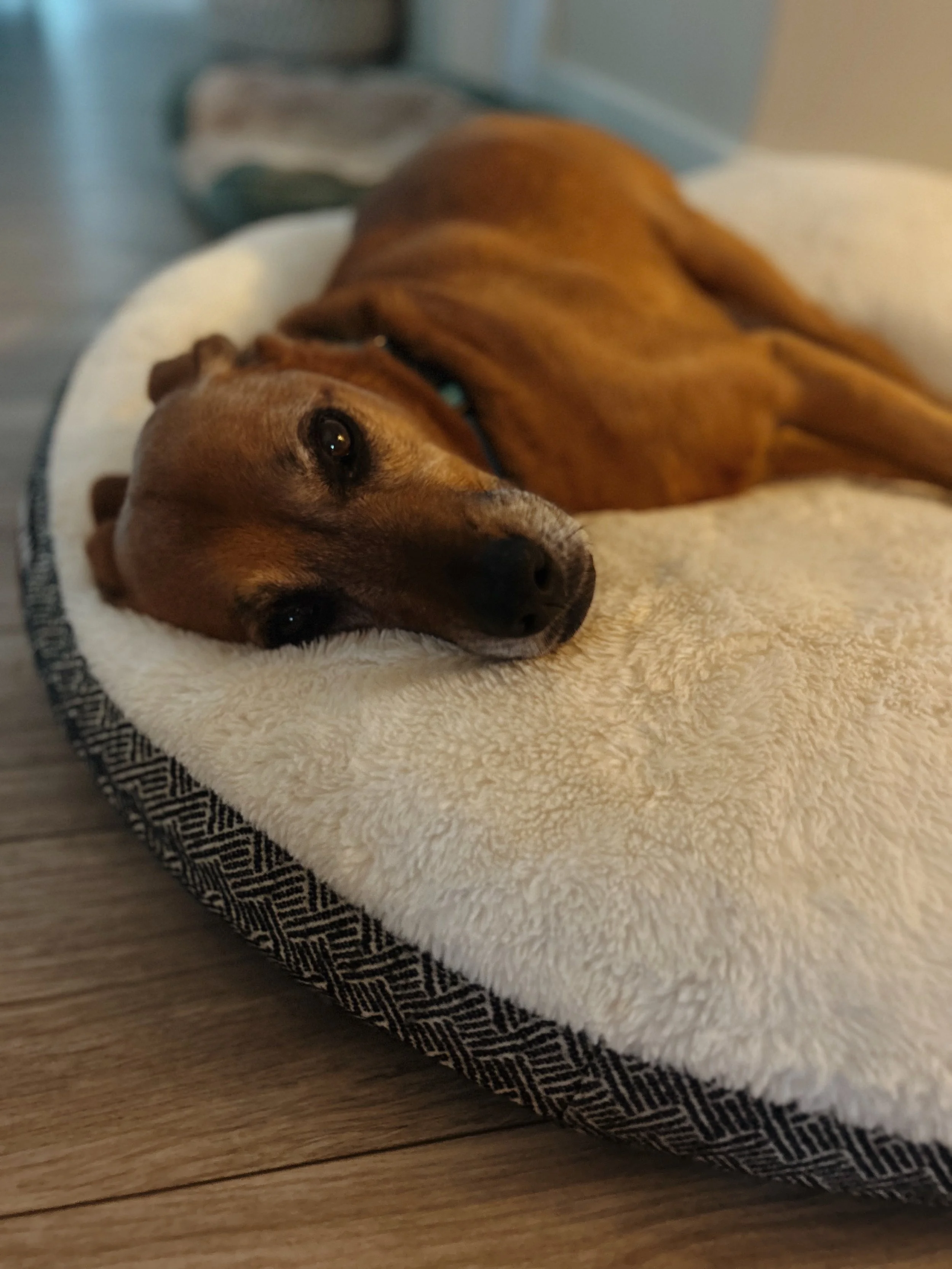 Brown dog resting on a plush dog bed, looking relaxed, indoors on wood floor.