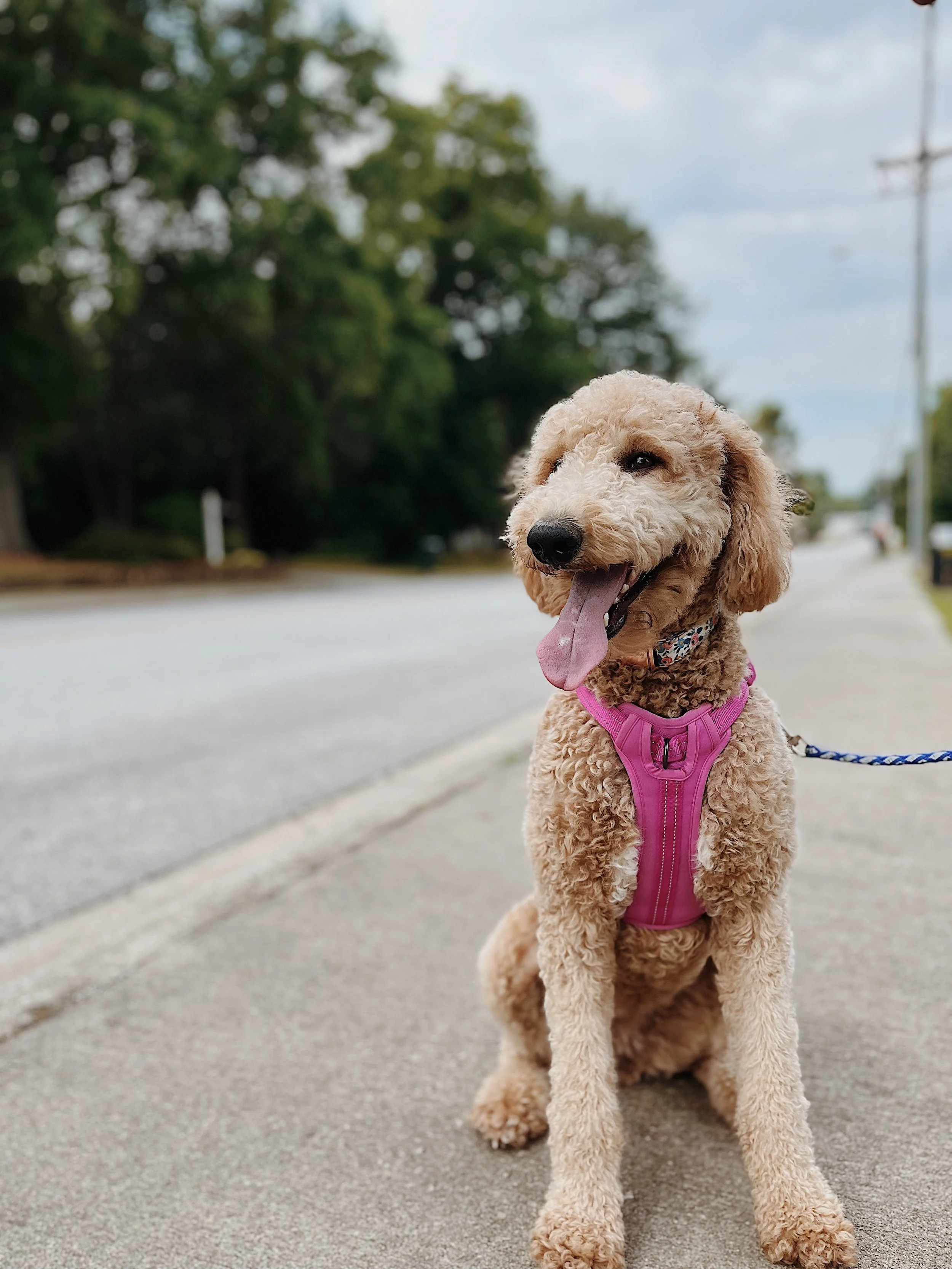 A poodle wearing a pink harness sitting on a sidewalk.