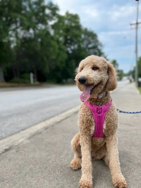 Curly-haired dog wearing a pink harness sitting on a sidewalk with a leash, trees and a street in the background.