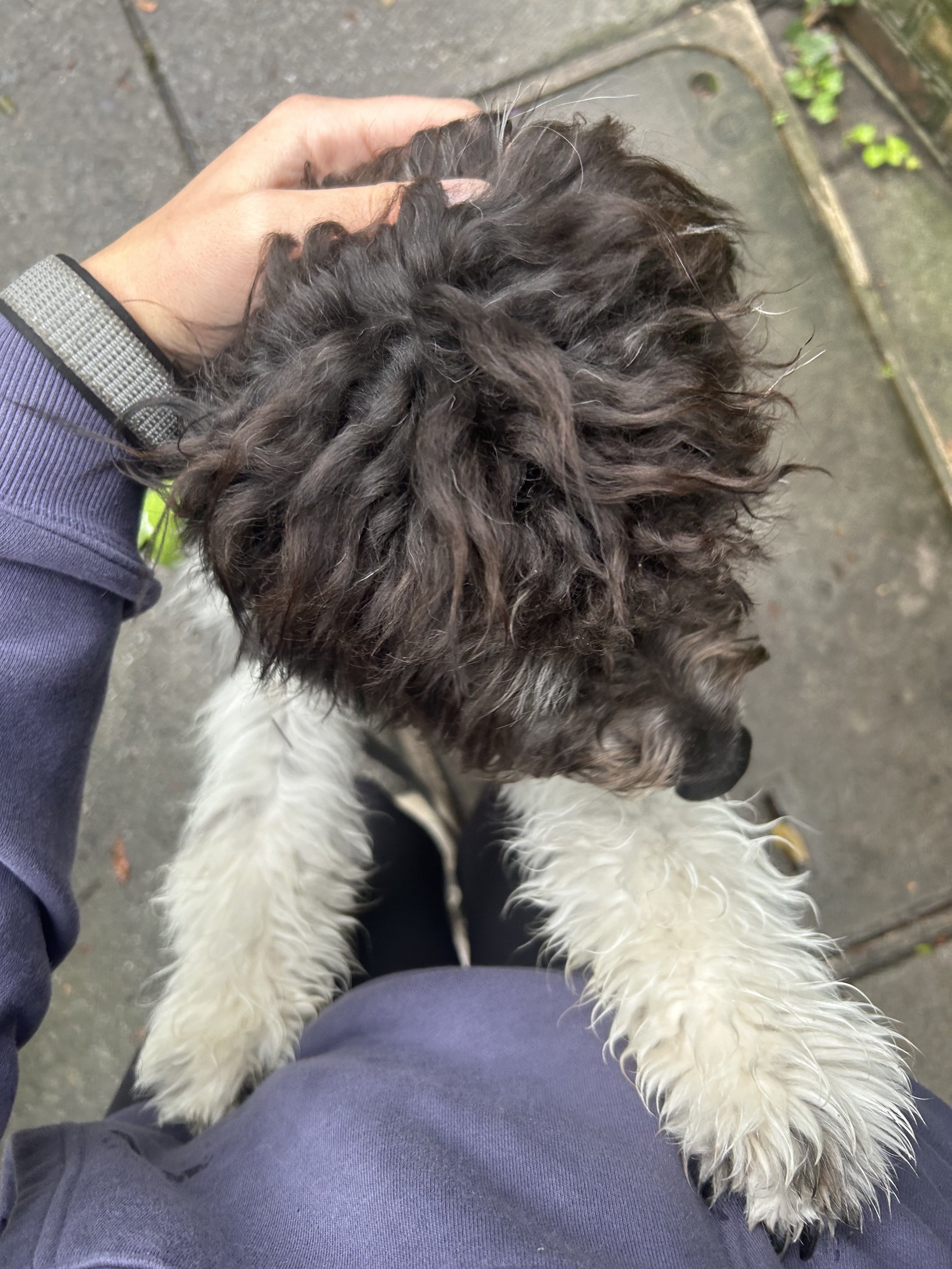 Person holding a fluffy black and white dog outdoors on a concrete sidewalk.