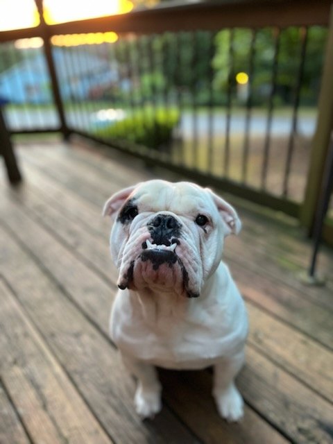 White bulldog sitting on wooden deck with railing in the background.