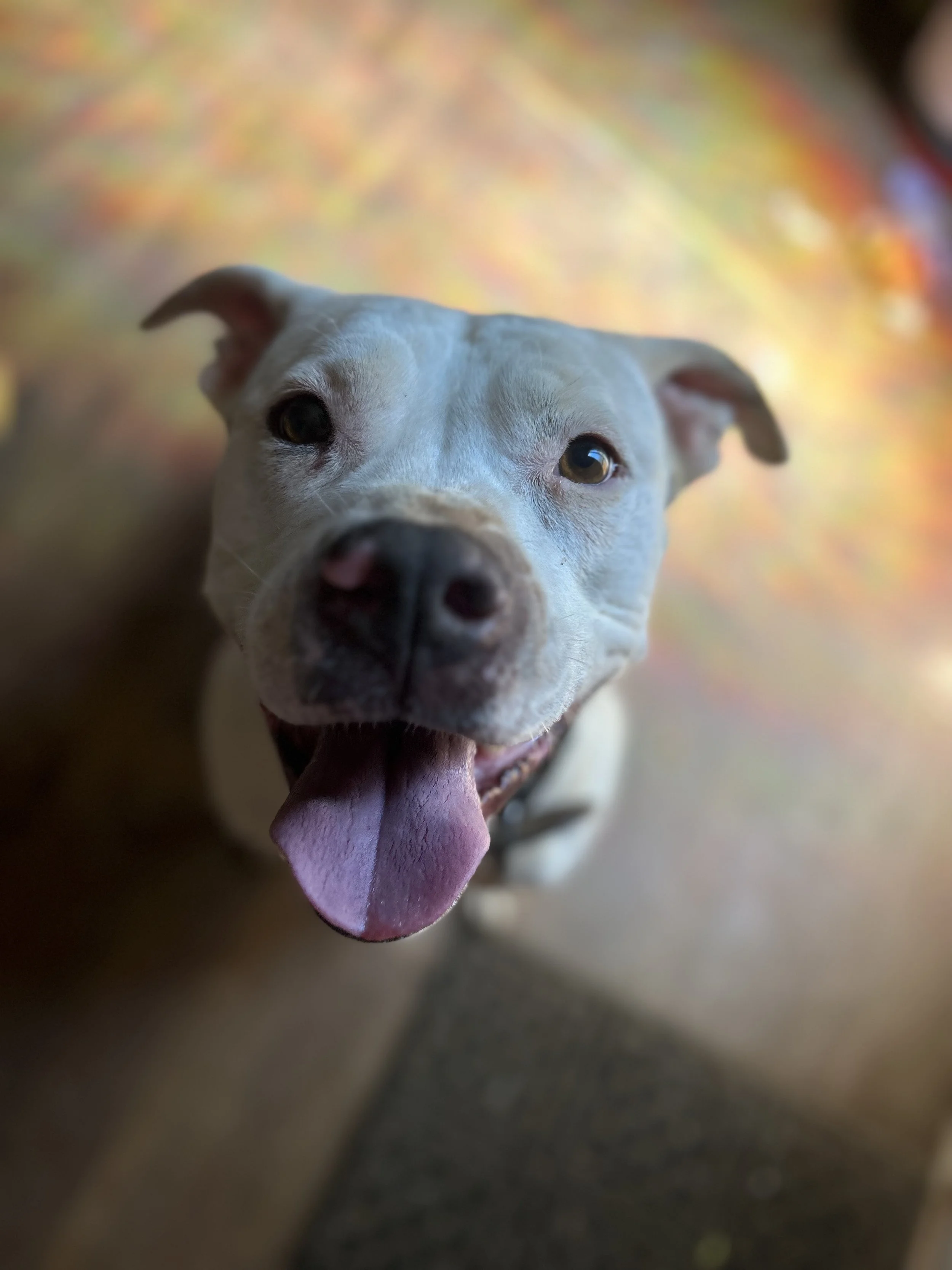 Close-up of a smiling white dog with its tongue out