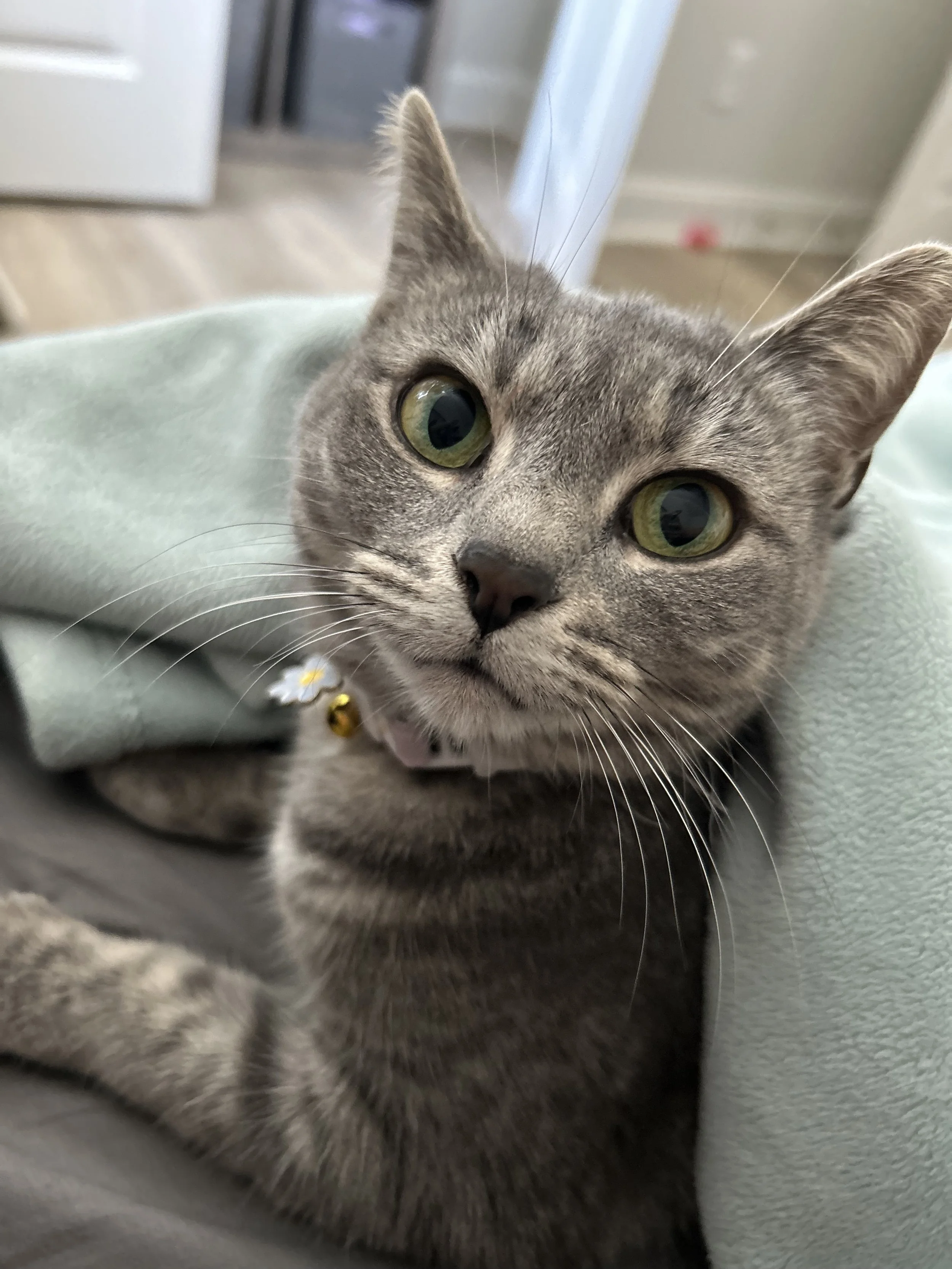 Gray cat with green eyes lying under a blanket, looking at the camera.