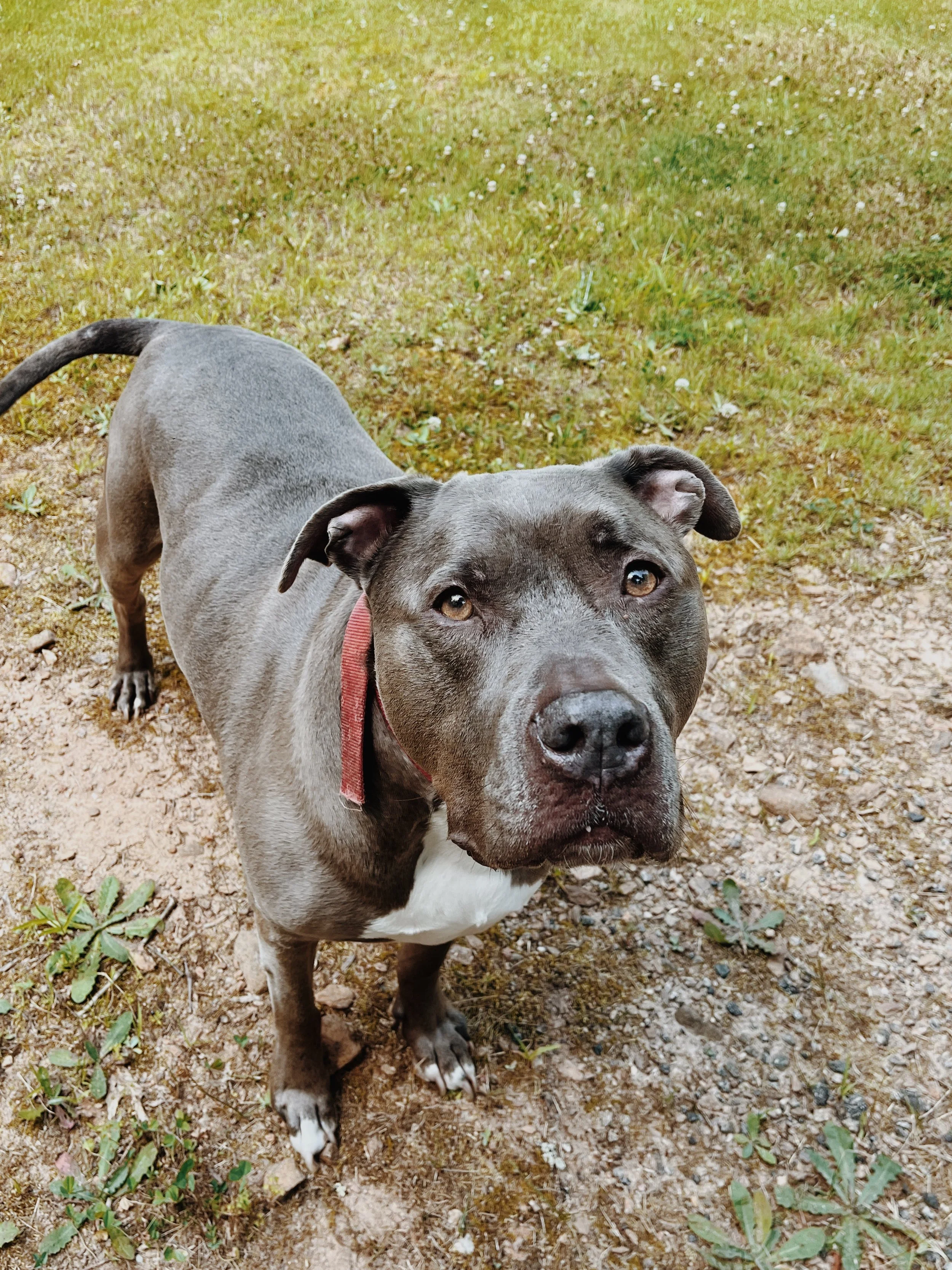 A gray Pit Bull dog with a red collar standing on grass and dirt, looking up.