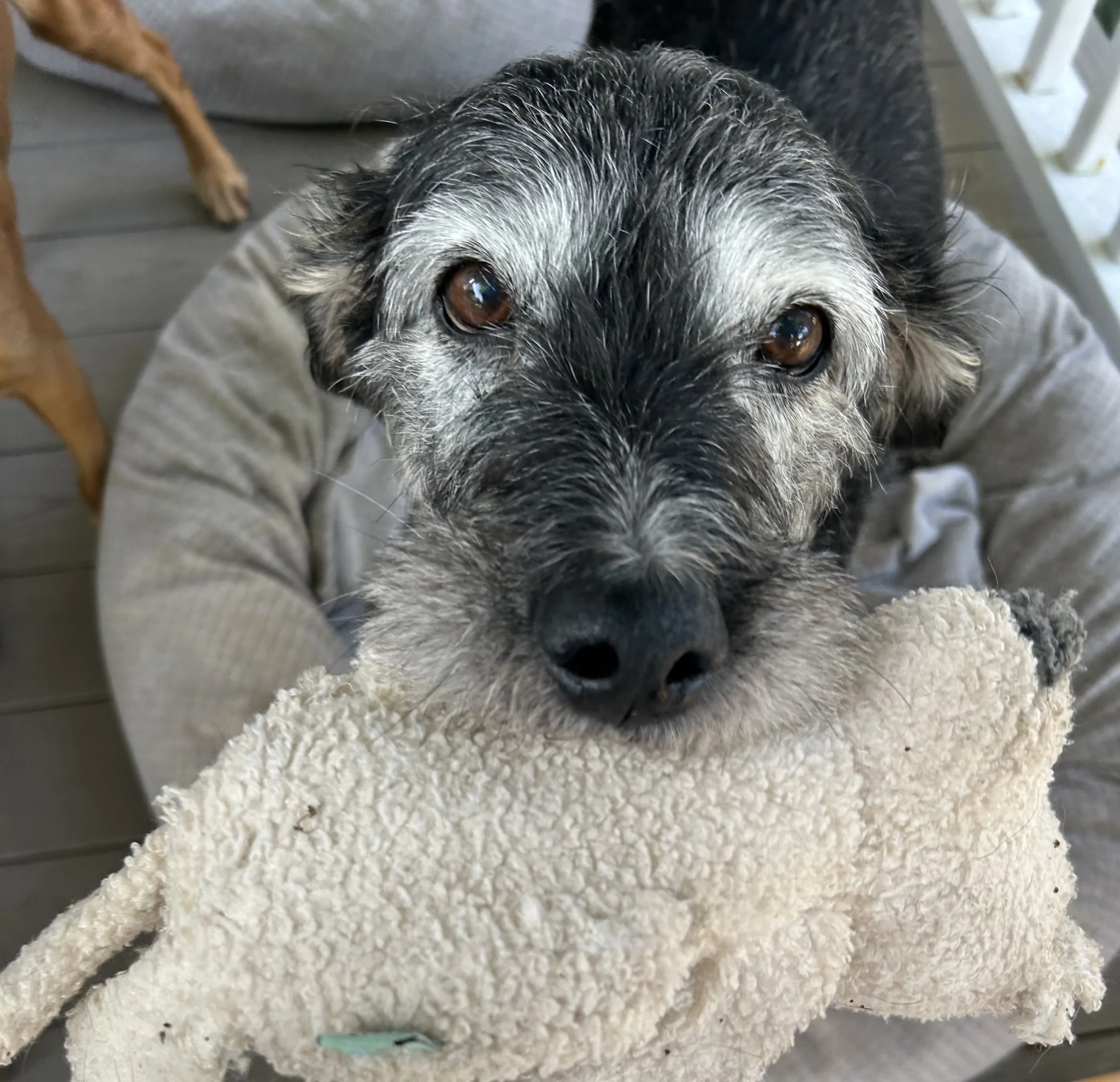 A scruffy black and gray dog holding a plush toy in its mouth, looking directly at the camera.