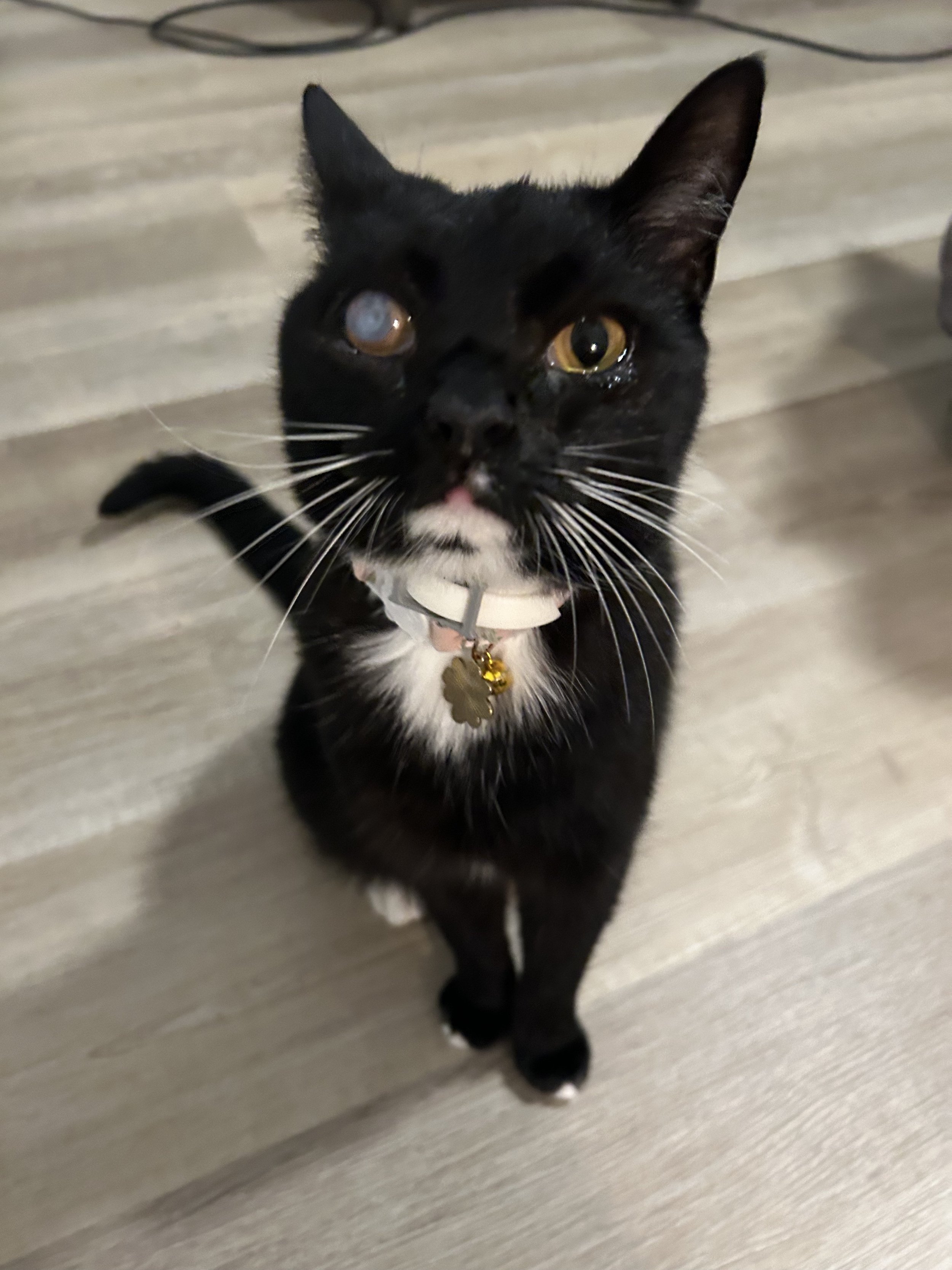 Black cat with white markings and a collar, sitting on wooden floor.