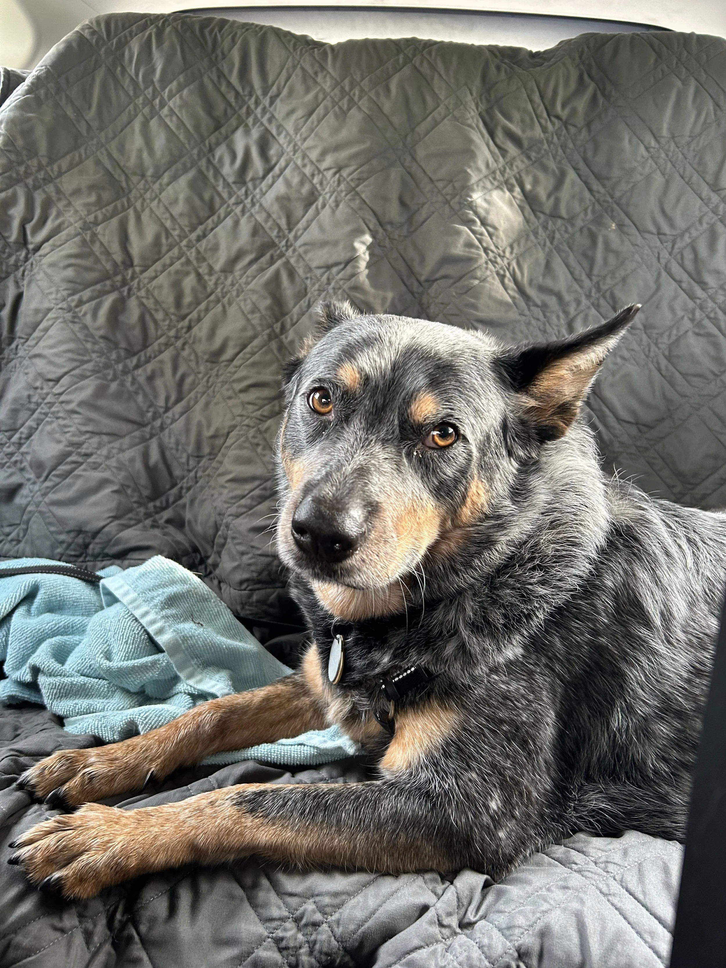 A dog with dark fur and tan markings lying on a quilted car seat cover next to a turquoise towel.
