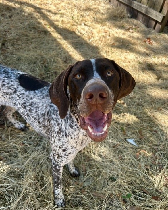 Happy brown and white spotted dog standing on dry grass, looking up.