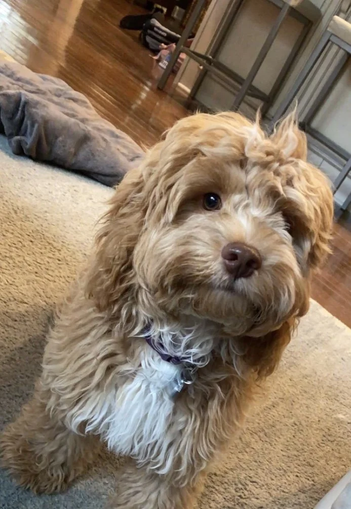 A fluffy brown and white dog standing on a carpeted floor, looking at the camera with an inquisitive expression.
