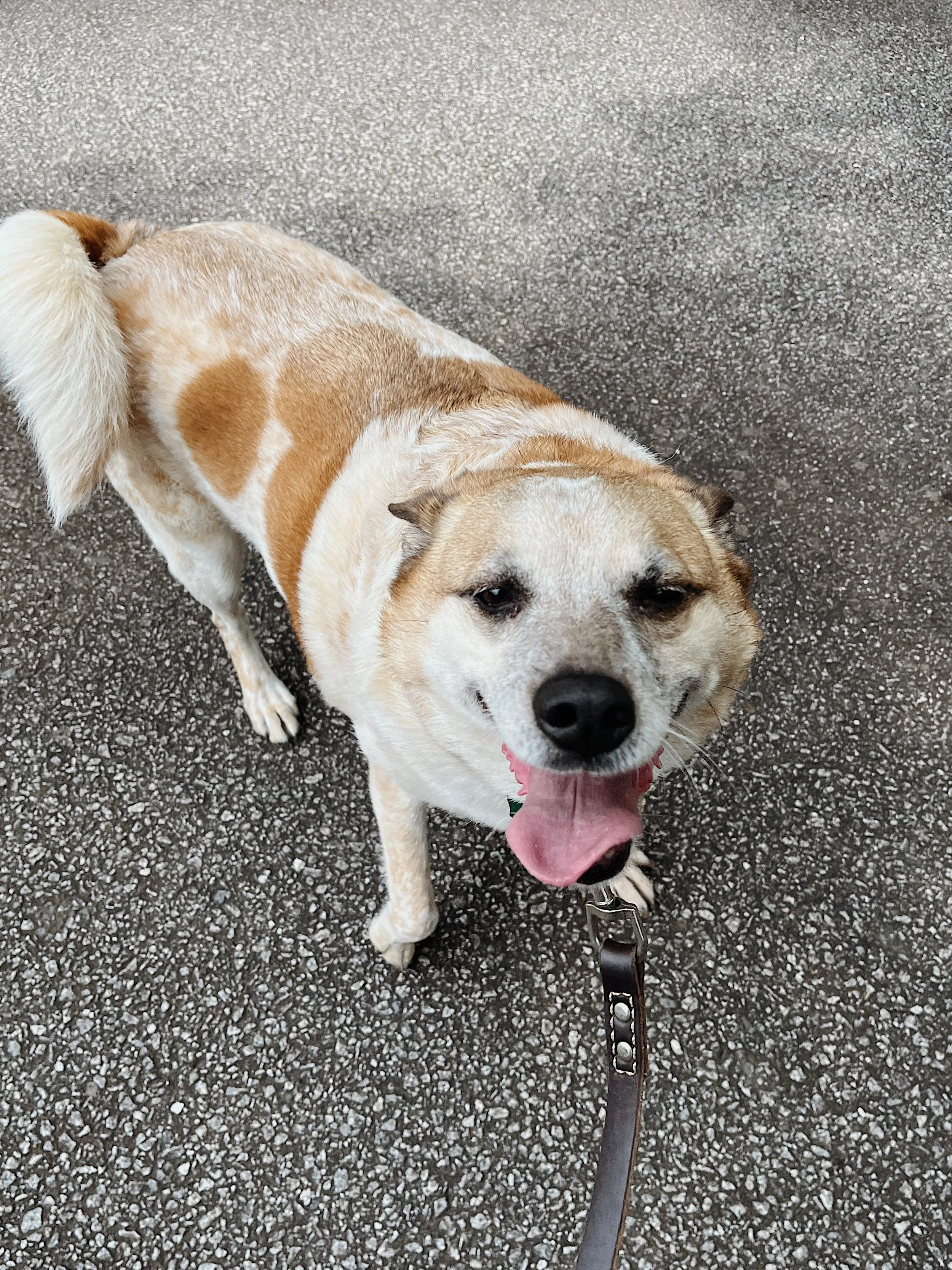 Happy dog with brown and white coat on a leash standing on pavement