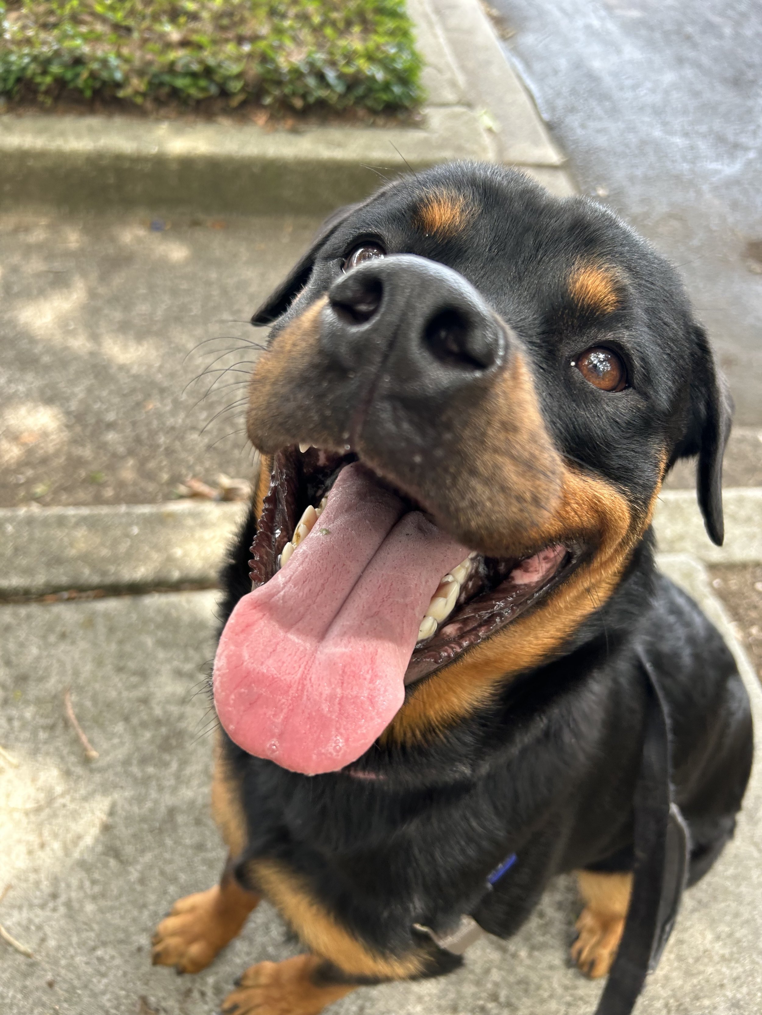 Happy Rottweiler dog with tongue out on a sidewalk.