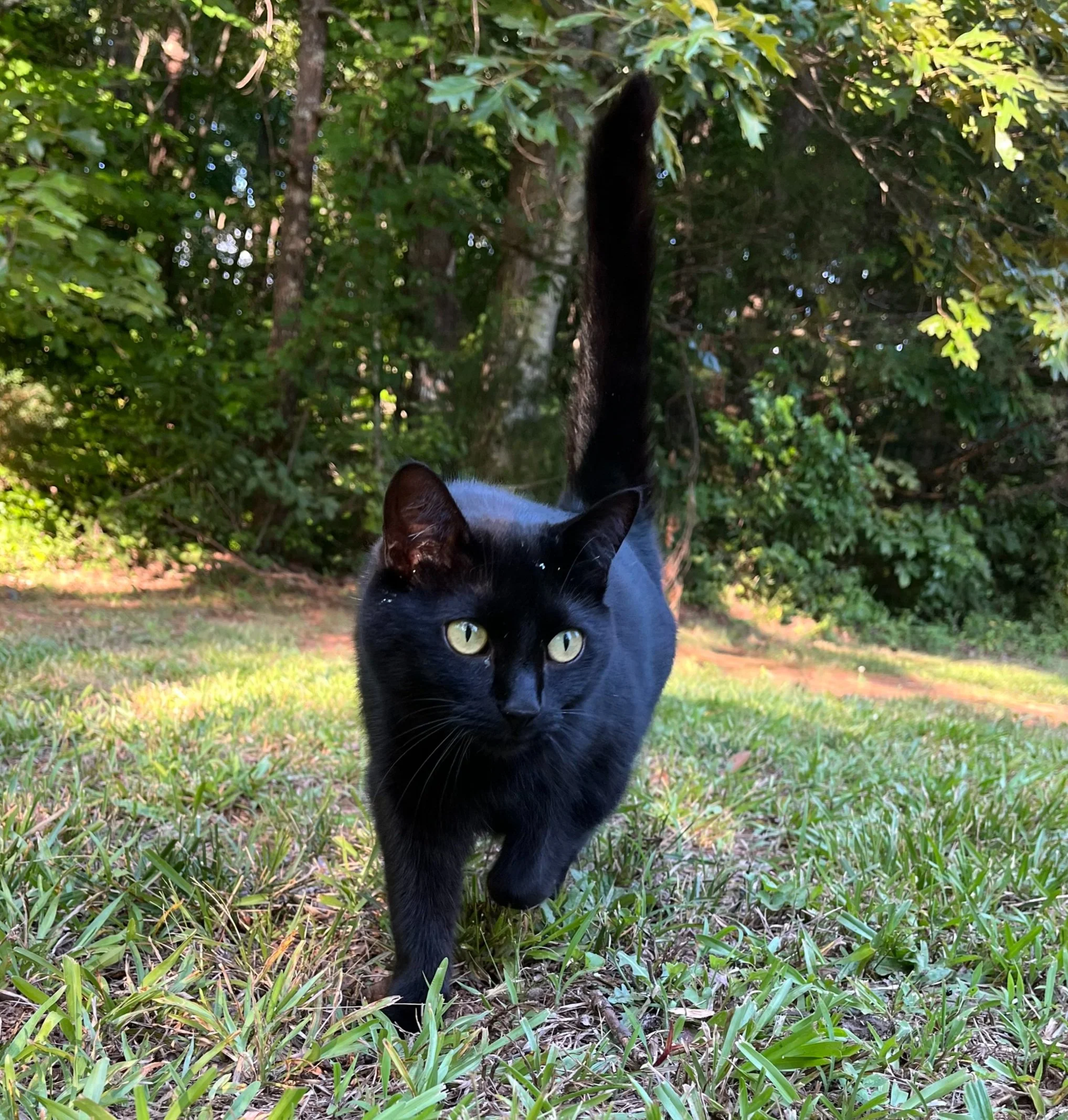 A black cat walking on grass with a forest background.