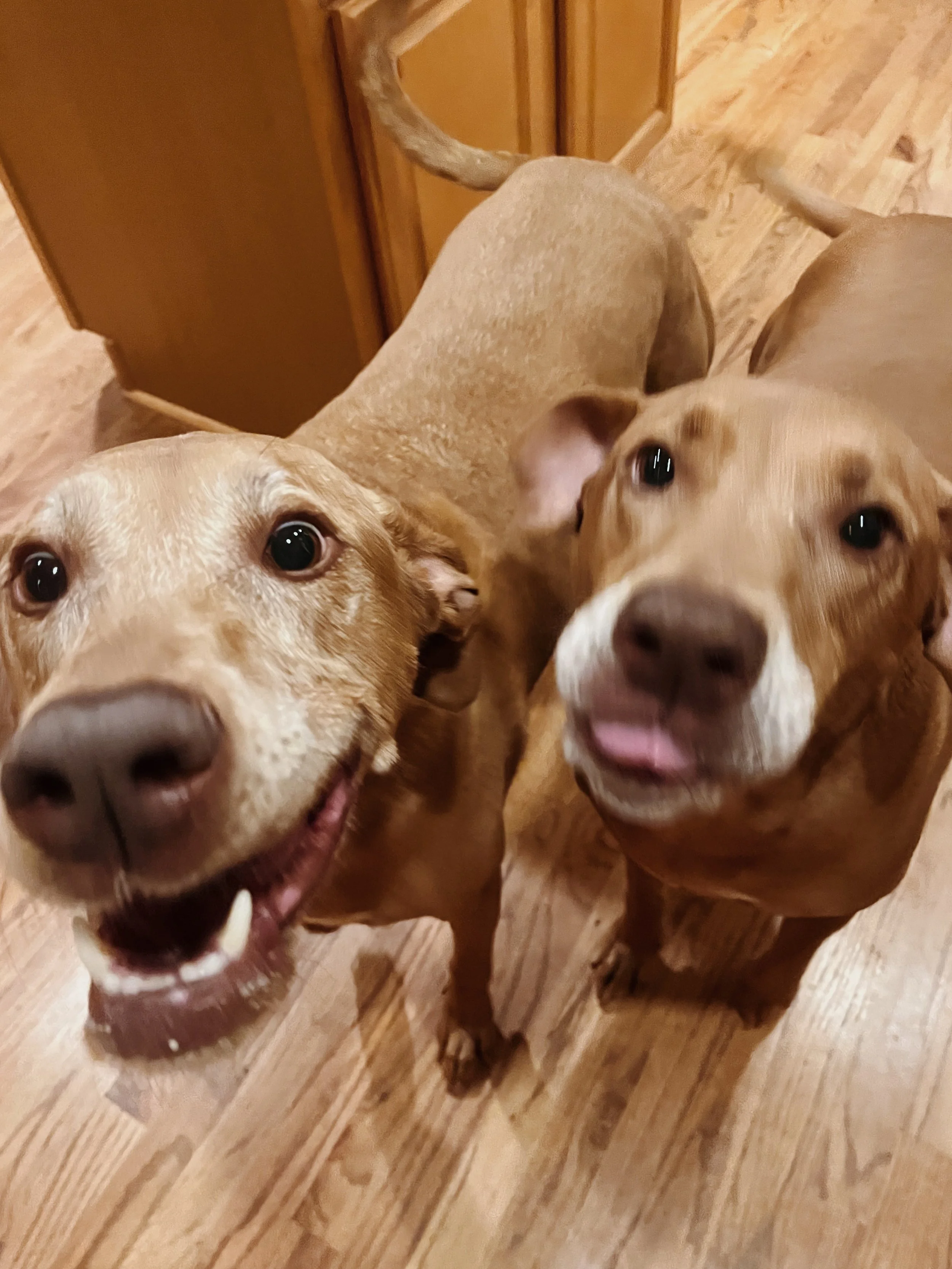 Two happy dogs with light brown fur looking up, standing on a wooden floor.