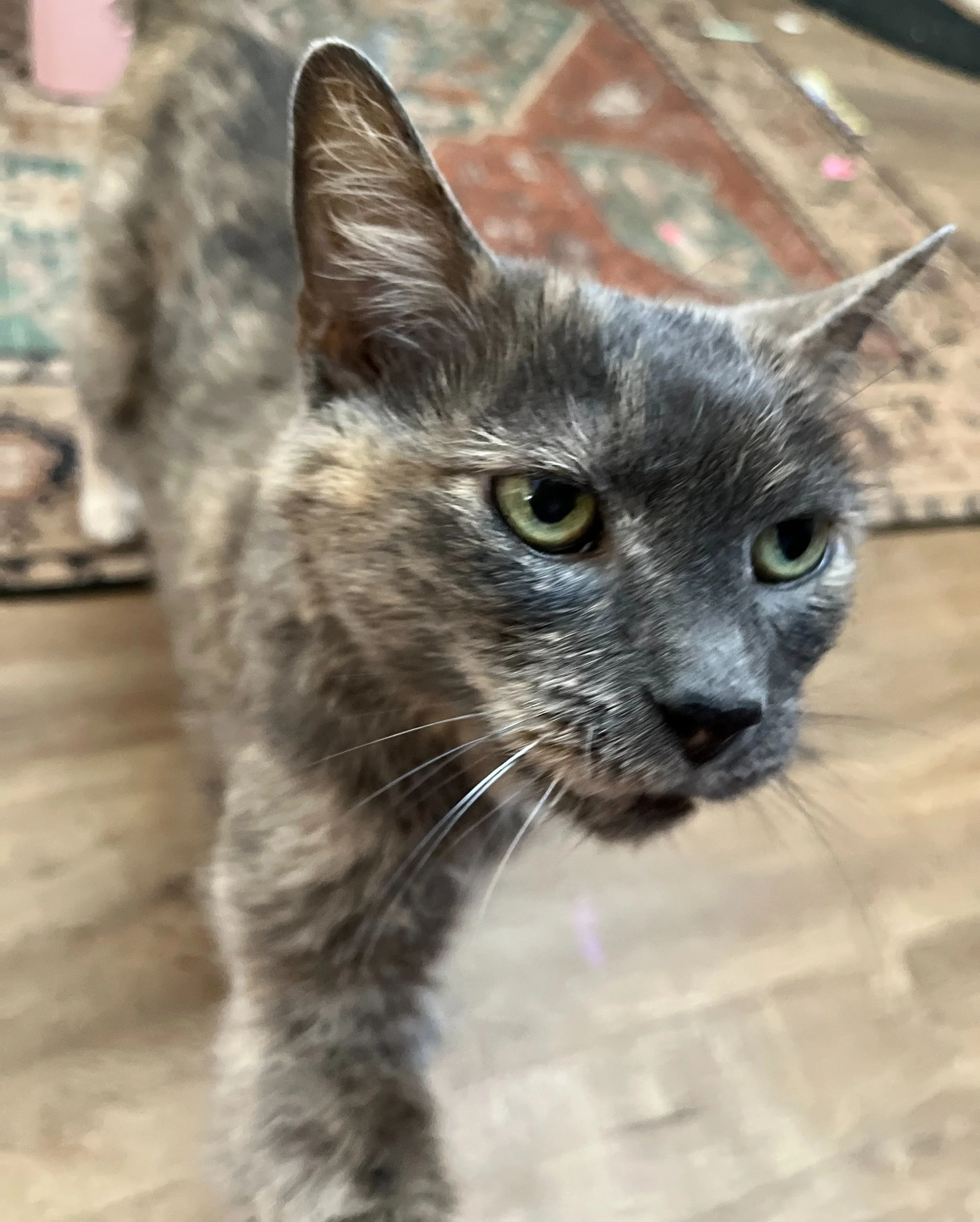 Close-up of a gray cat with green eyes on a wooden floor and patterned rug.