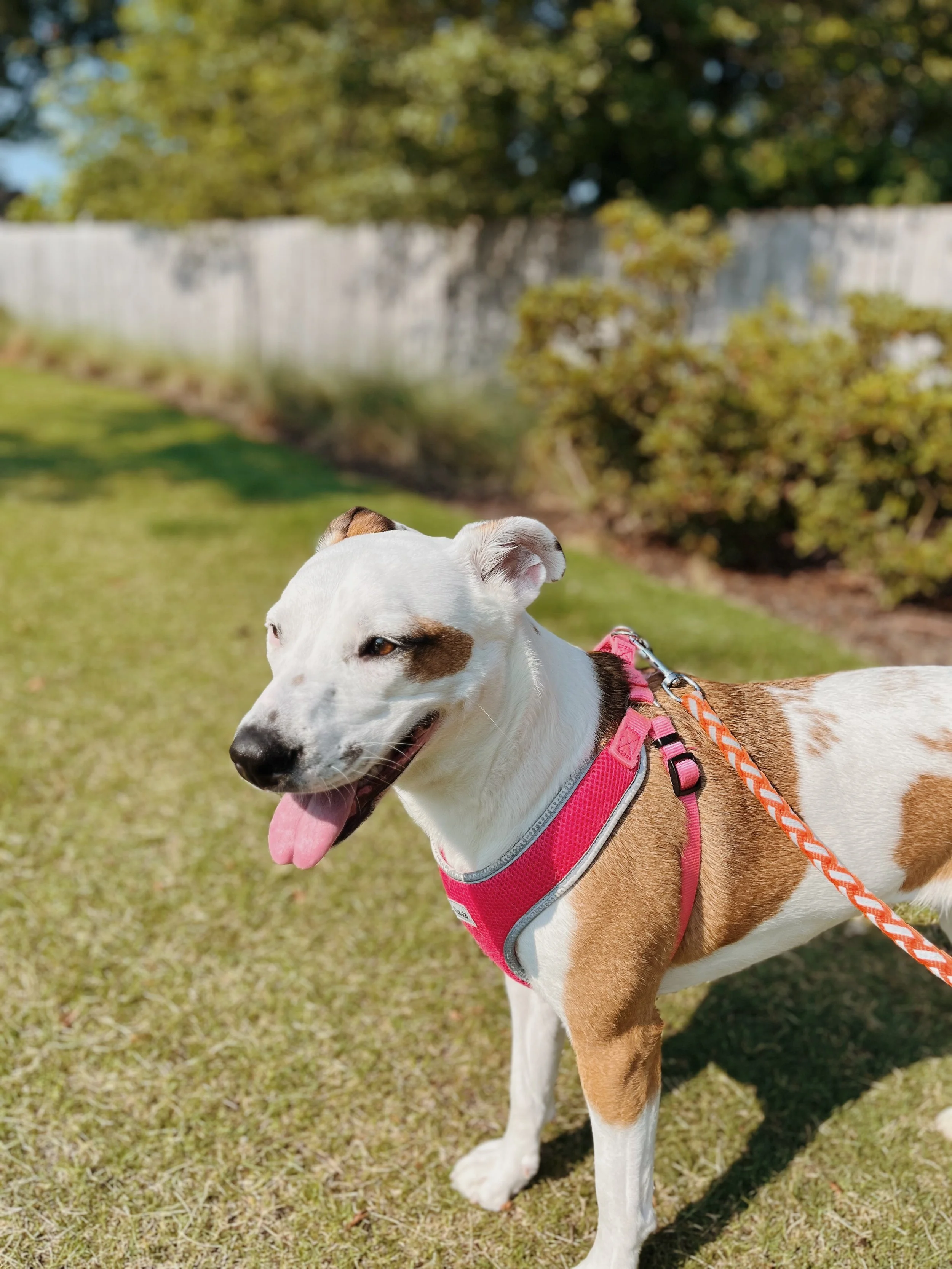 A white and brown dog wearing a pink harness and red leash standing on grass, with a wooden fence and greenery in the background.