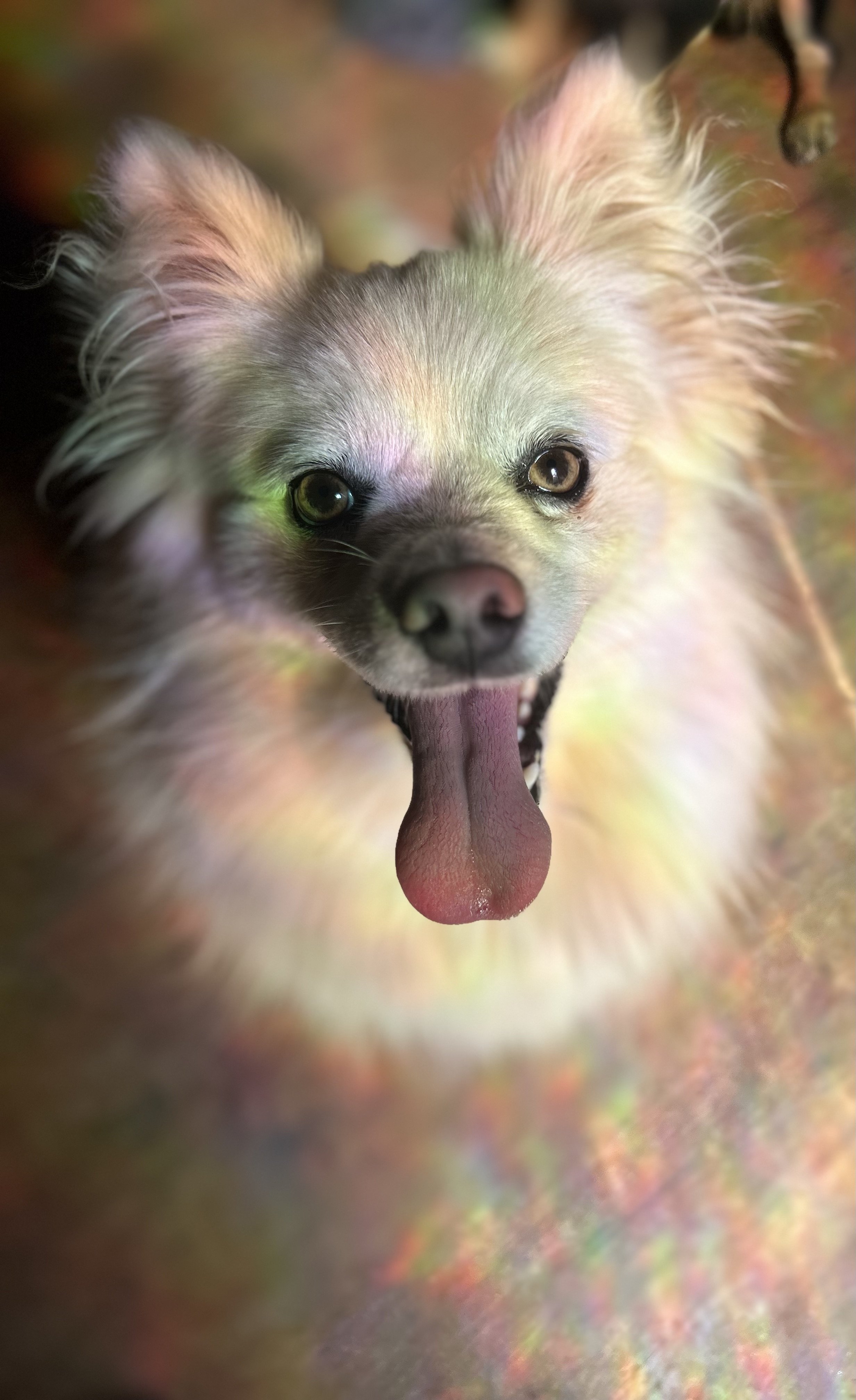 Happy dog with fluffy fur and tongue out, standing on a colorful floor